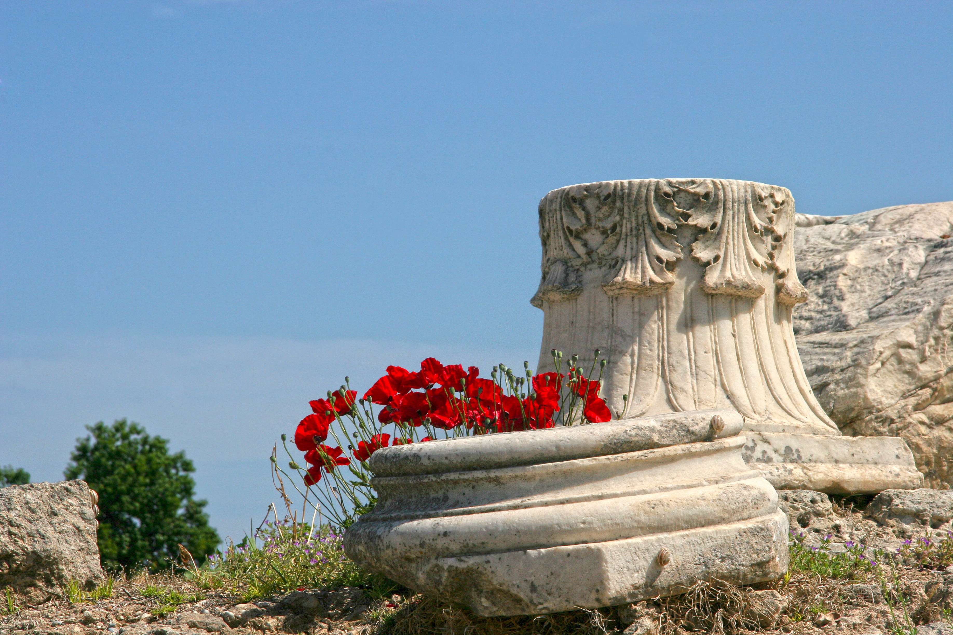 Top of a Corintian marble column with beautiful red poppys growing around it. Ancient Corinth, Greece.
