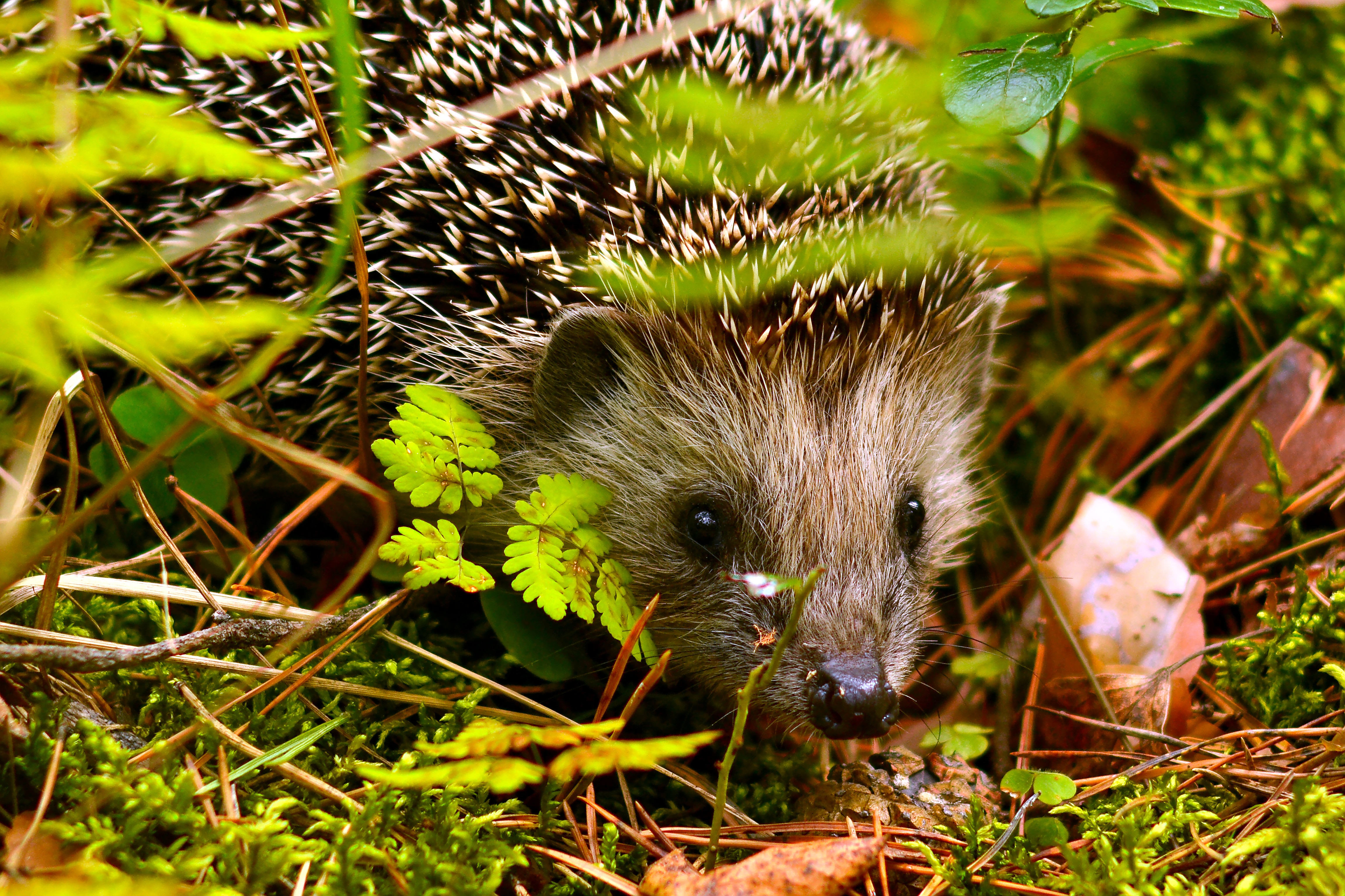 A small hedgehog (lat. Erinaceus europaeus) looks out from under the grass in a pine forest.