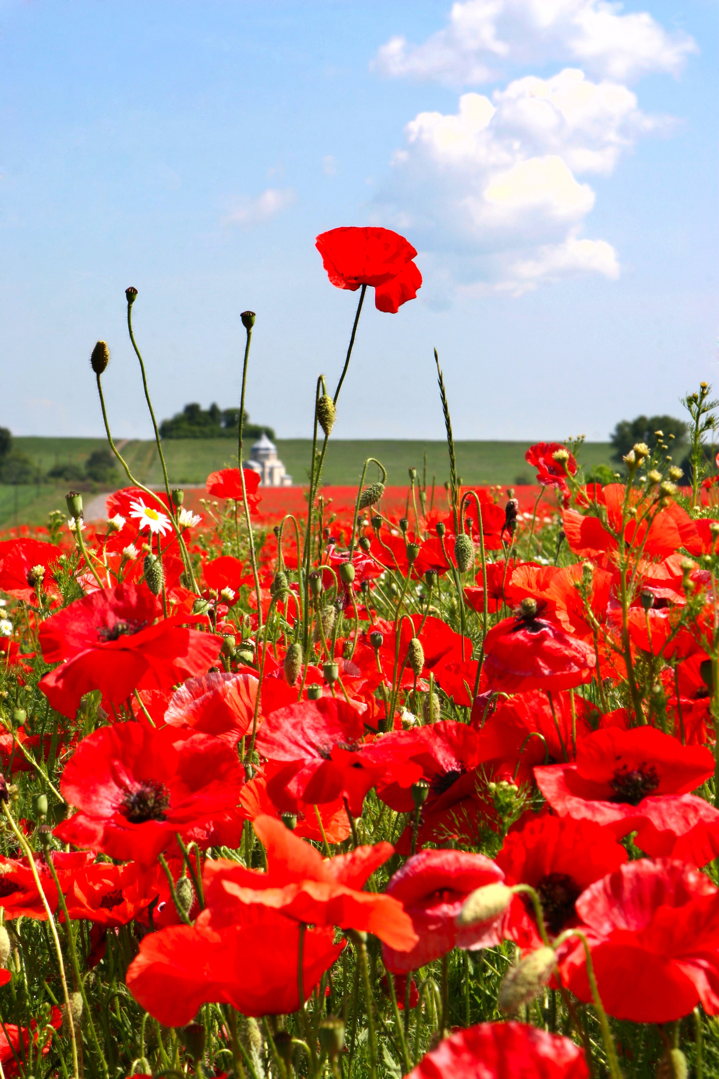 4 Things you didn't know about Poppies - Cultivation Street