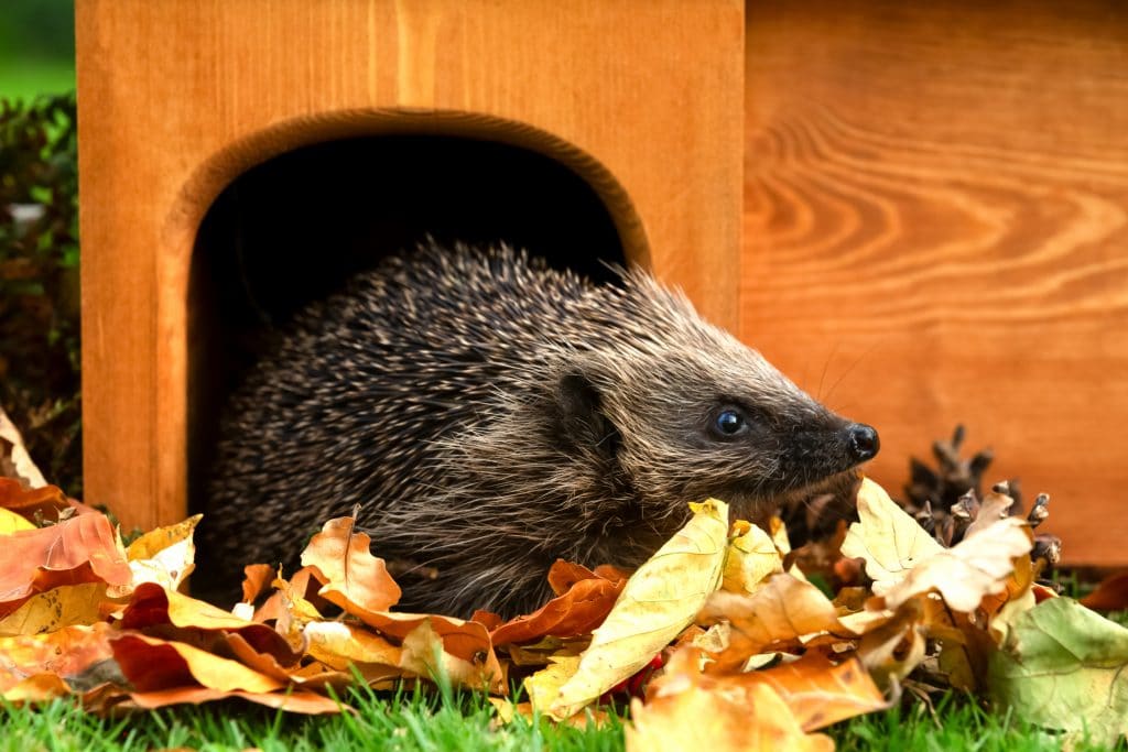 Fun ways to make your garden Hedgehog Friendly Cultivation Street