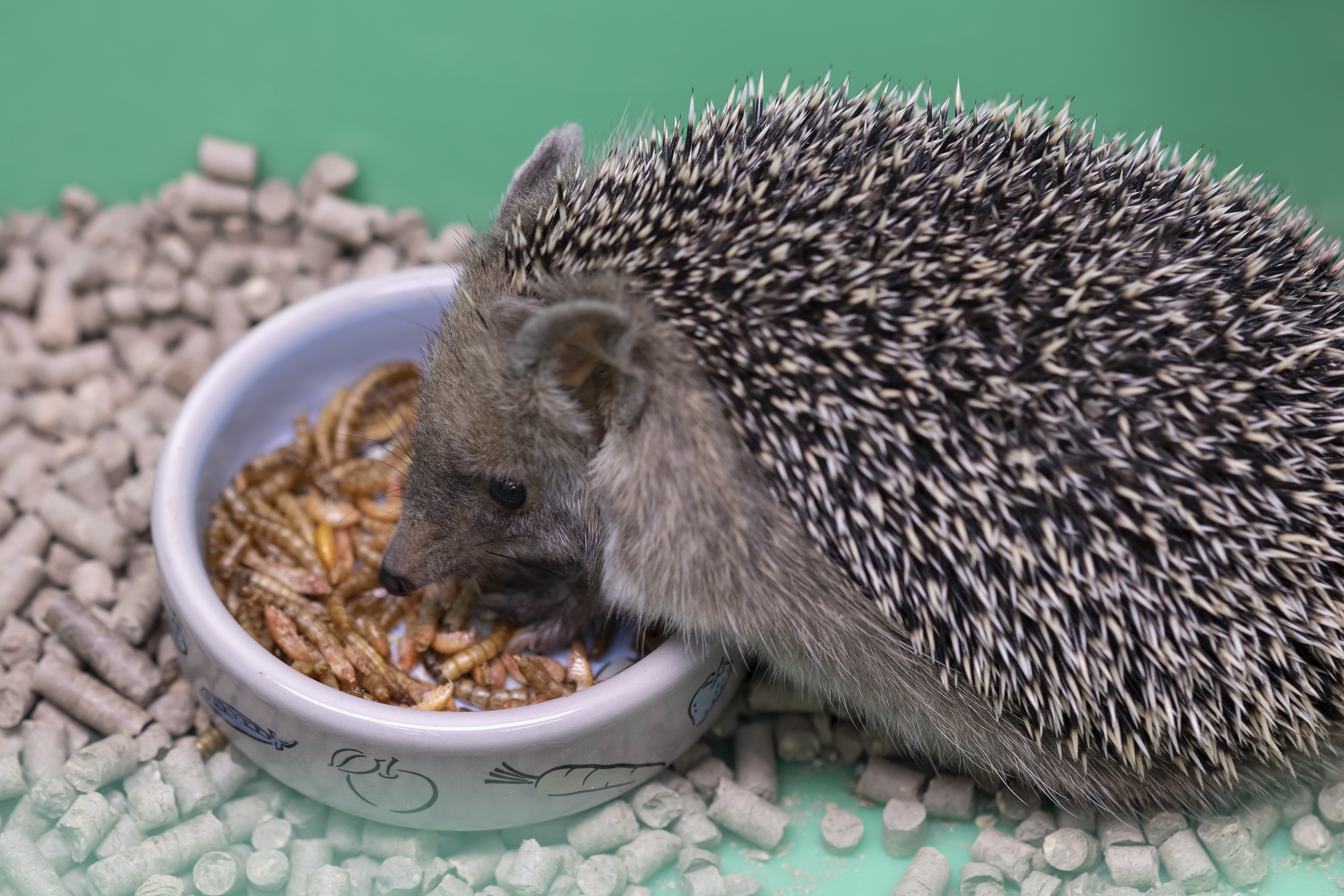 Decorative hedgehog eats dry food from bowl. Dwarf hedgehog at home . Nutrition and breeding hedgehogs at home.