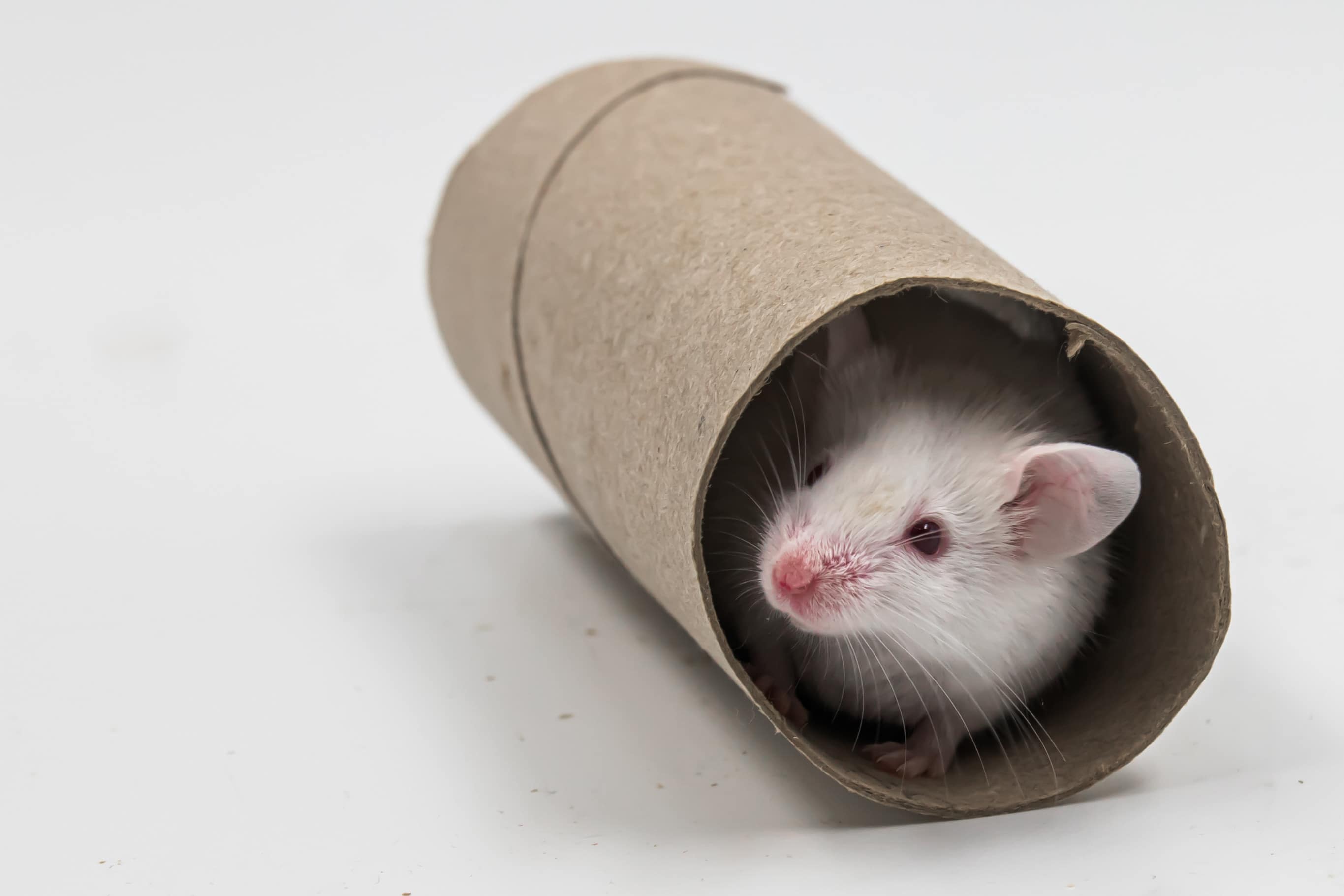 pet mouse inside a cardboard tube