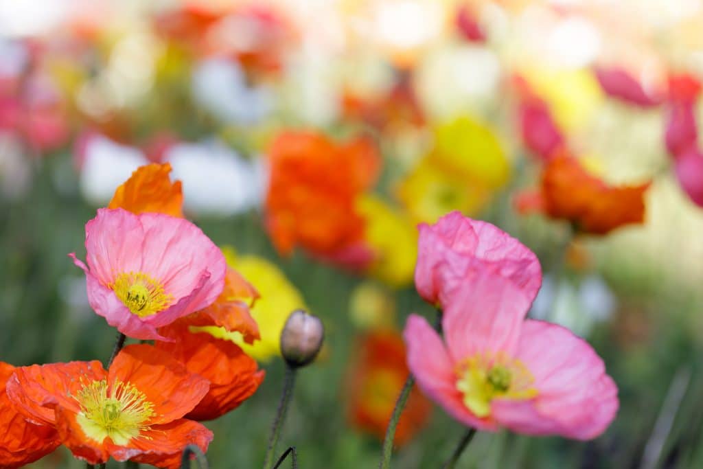 4 Things you didn't know about Poppies - Cultivation Street