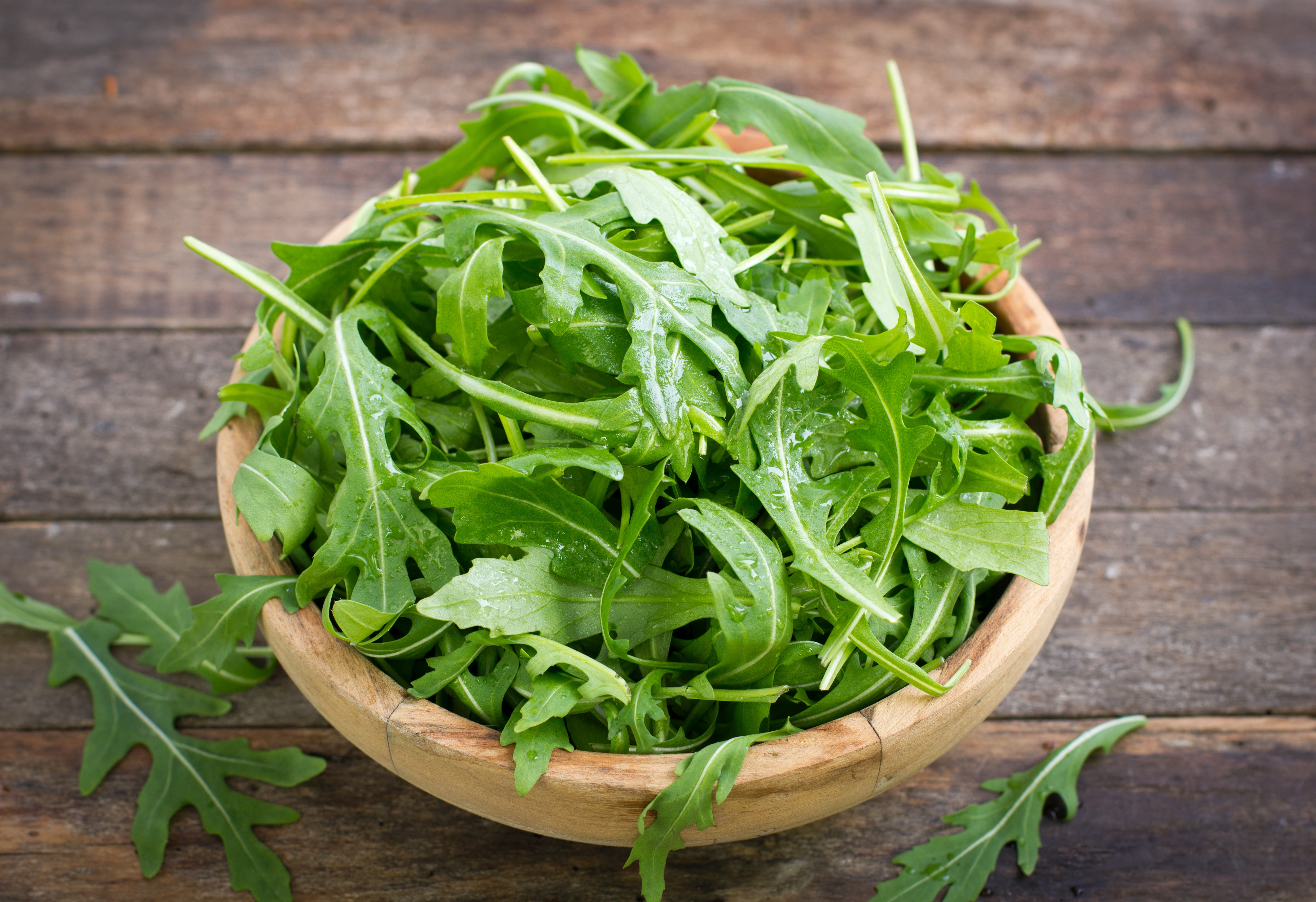 Fresh arugula salad