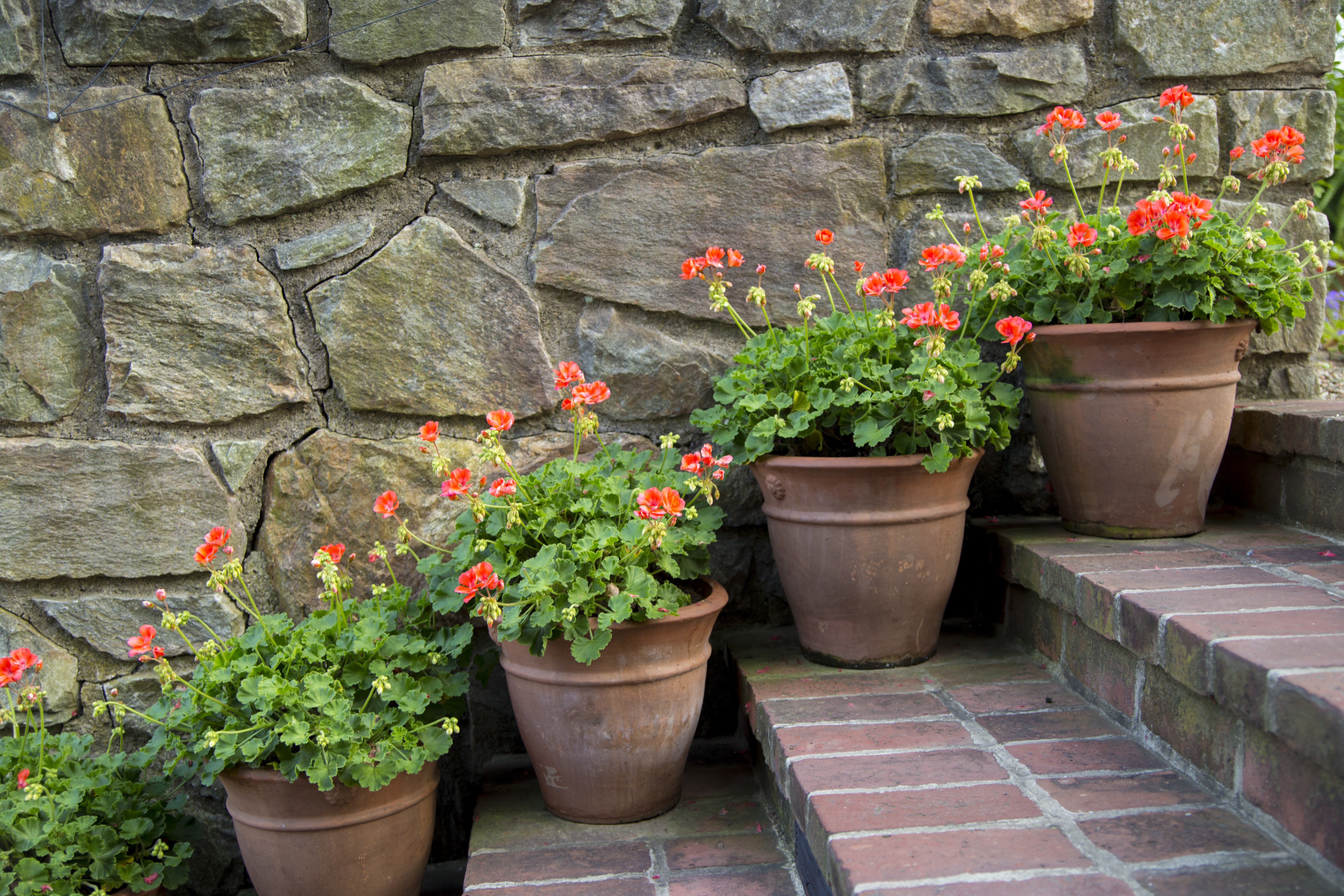 Geranium pots