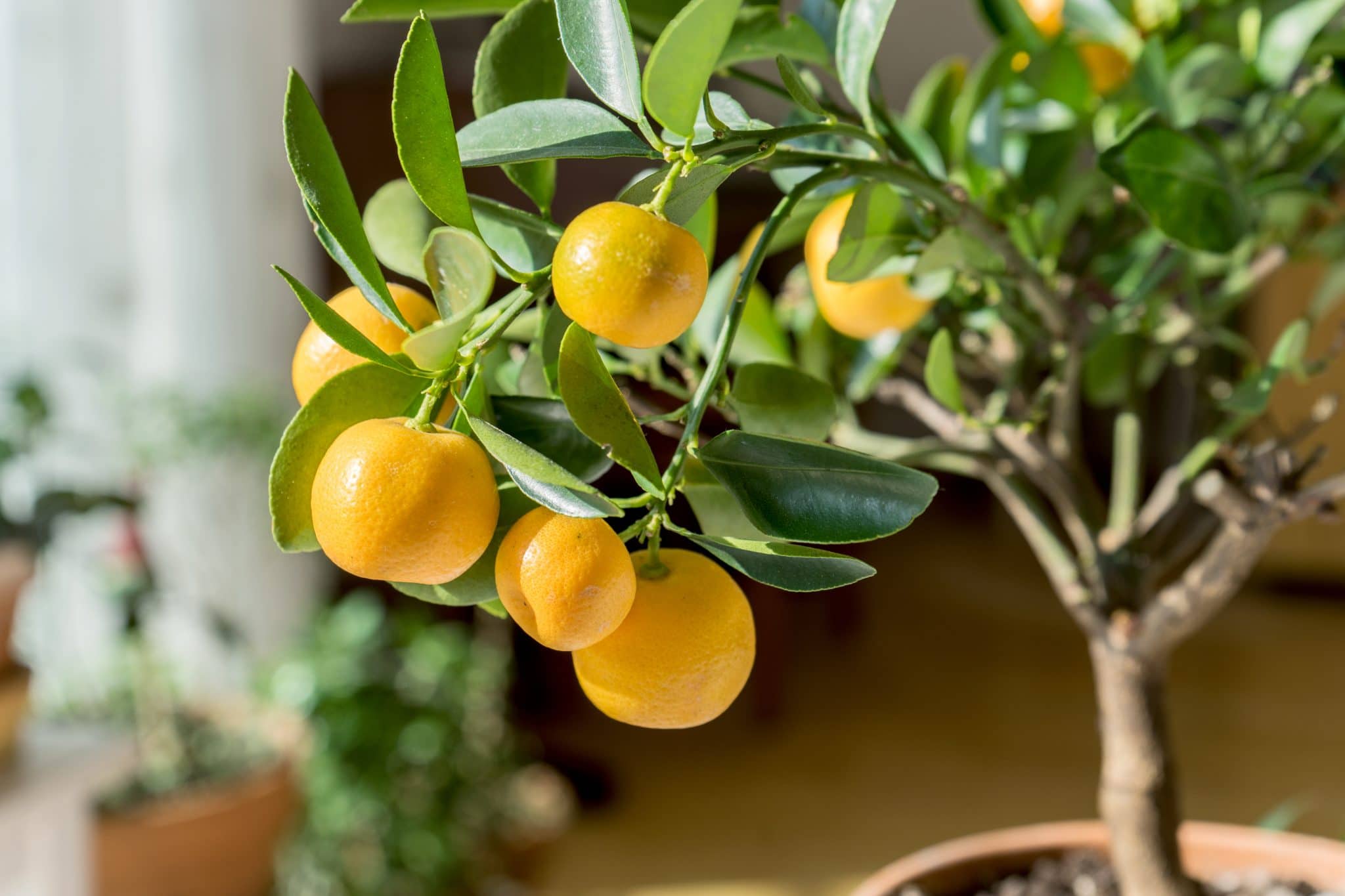 Вырастить лимон в домашних условиях с плодами. Лимон каламондин. Цитрус лимон дерево. Мандарин каламондин. Цитрус (комнатное растение) мандарин (ретикулата).