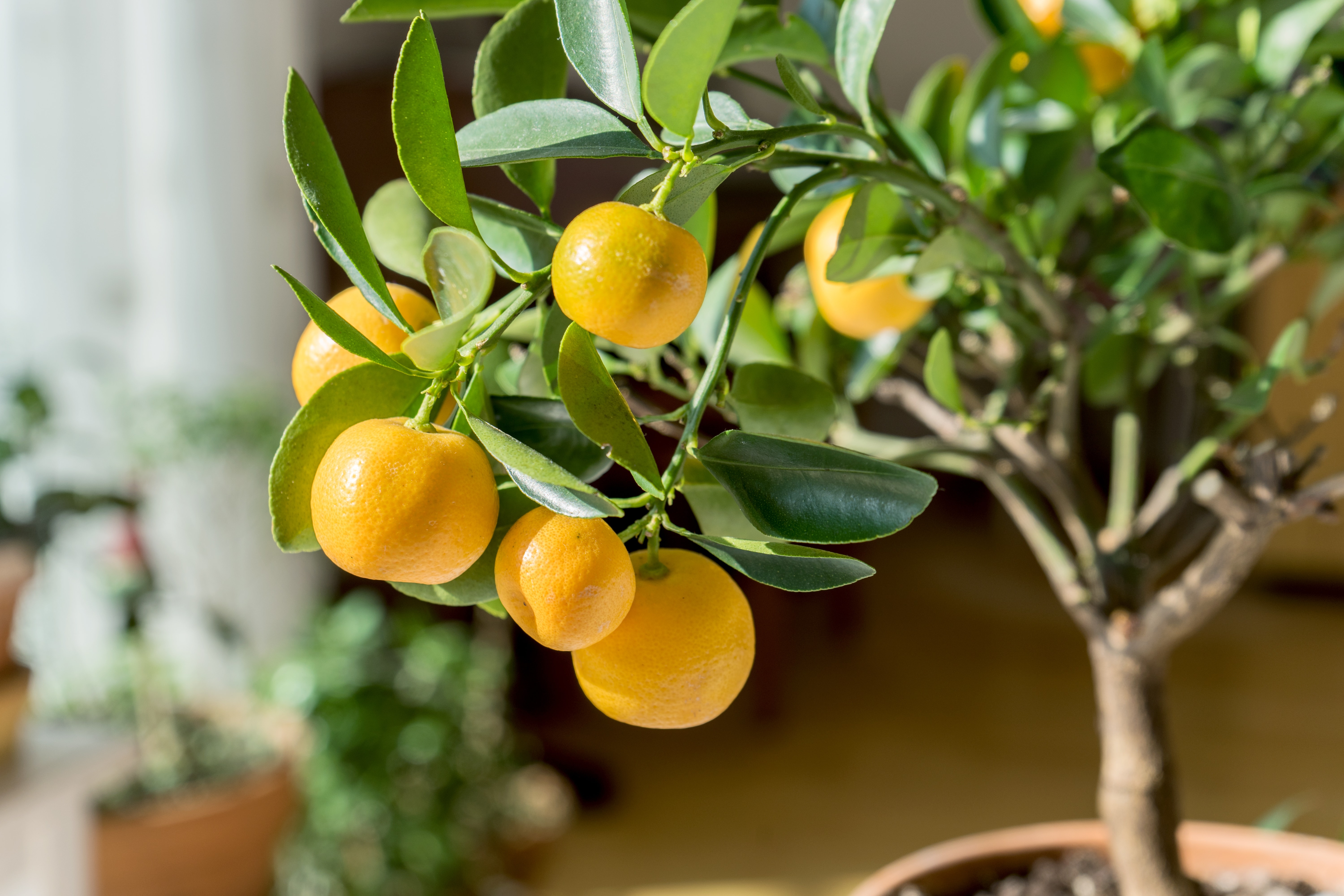 citrus trees / little orange tree in a pot