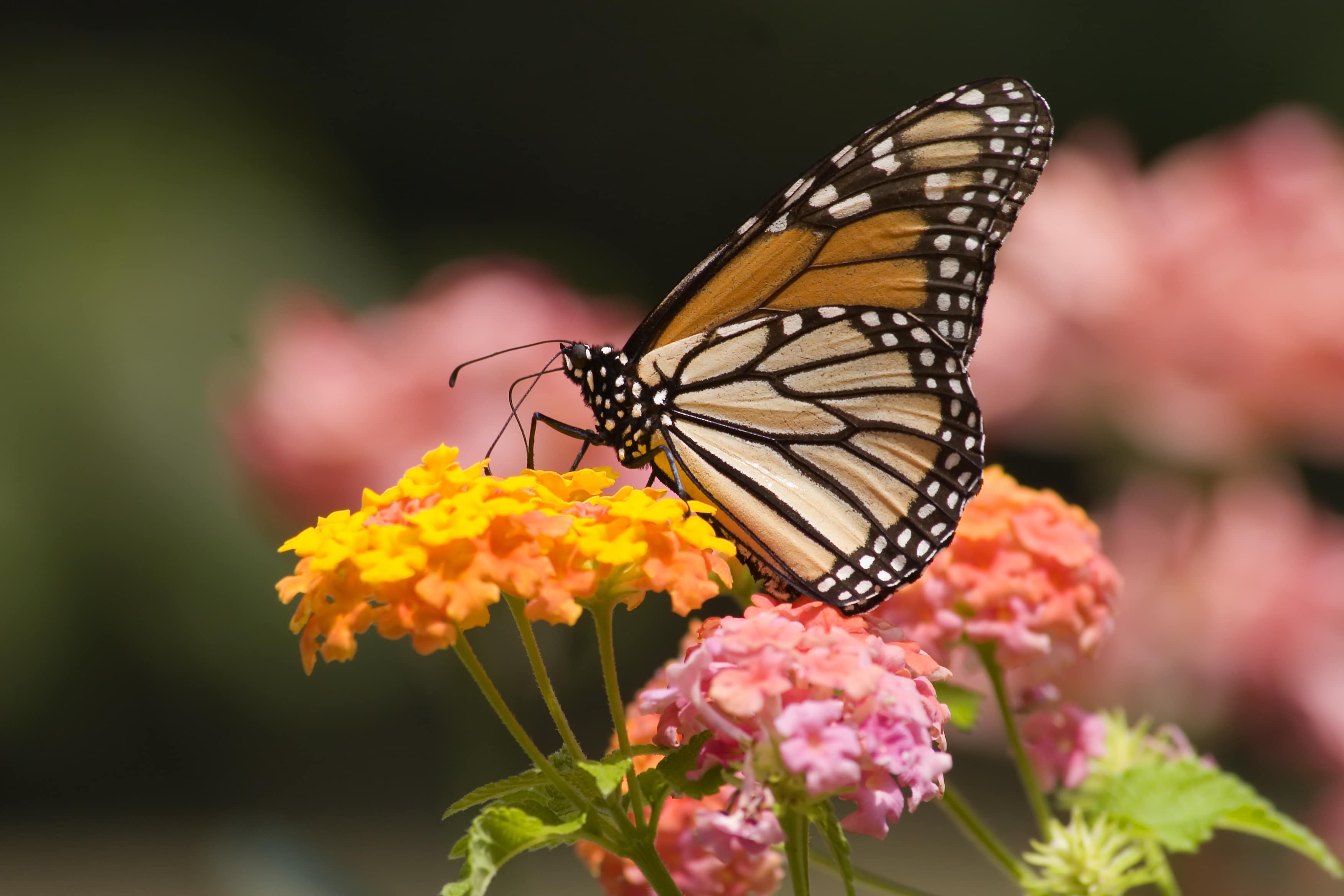 Monarch Butterfly Feeding on Lantana Flowers