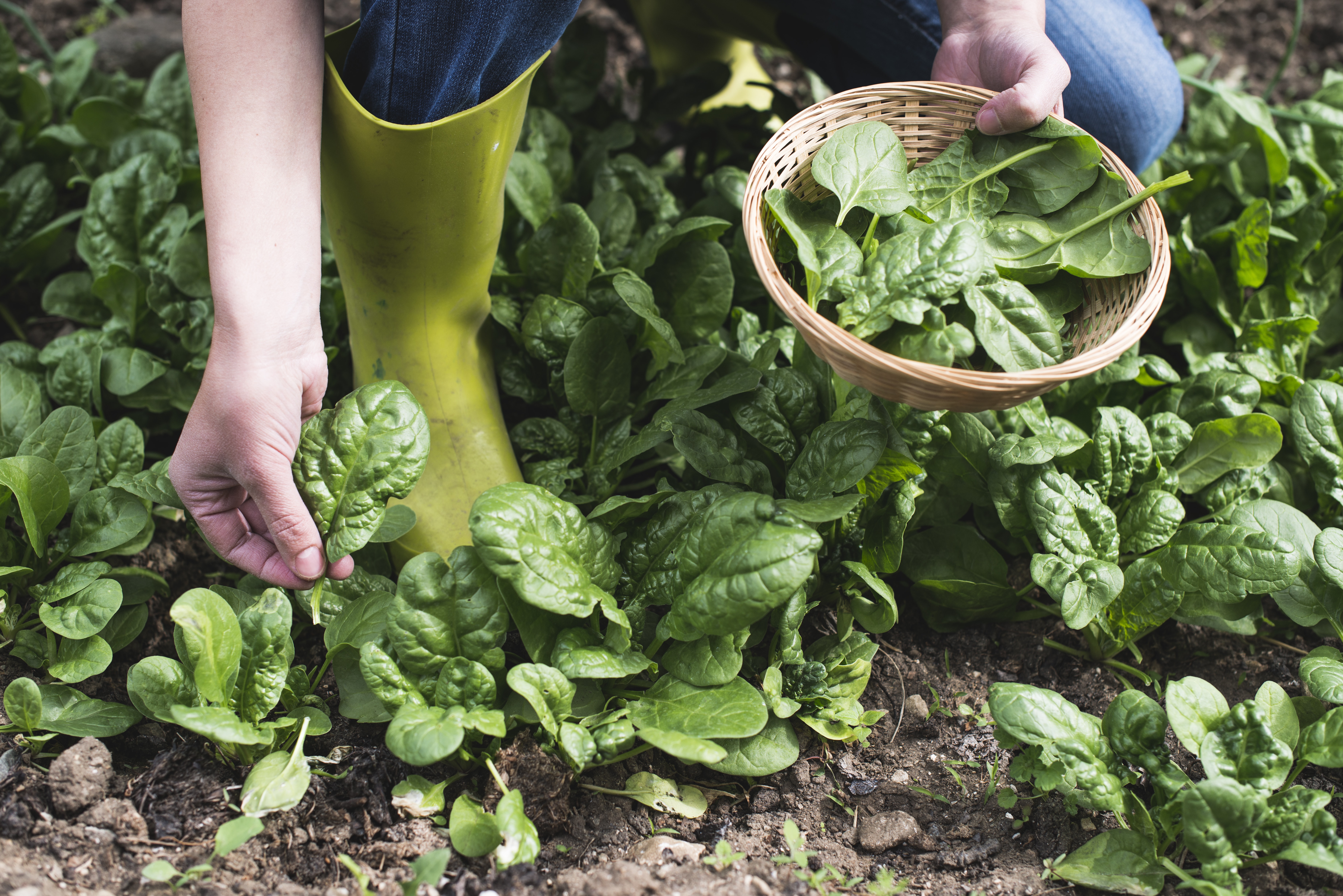 Picking spinach in a home garden. Bio spanach.