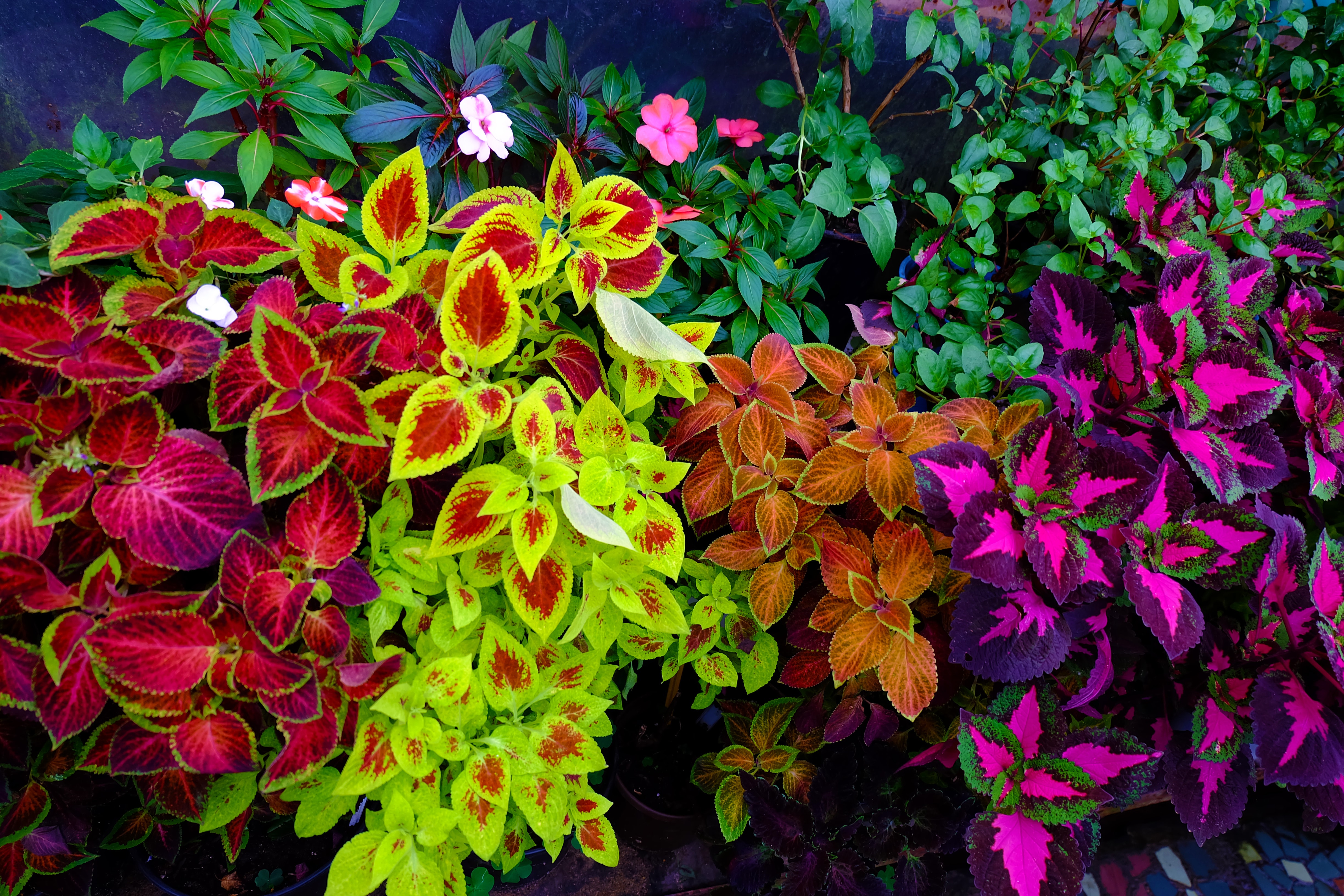 Coleus. different varieties. Home plant