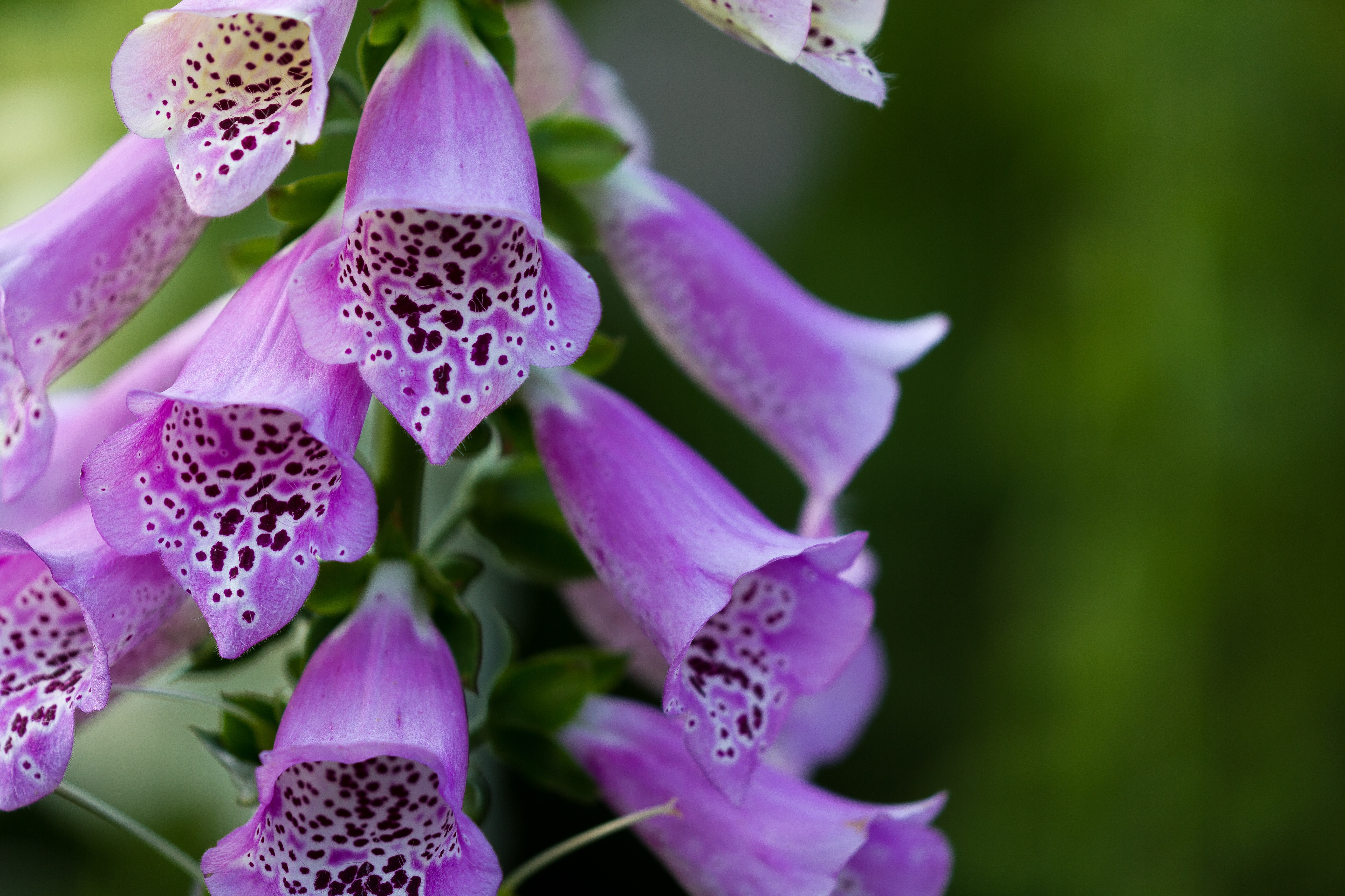 Fox Glove