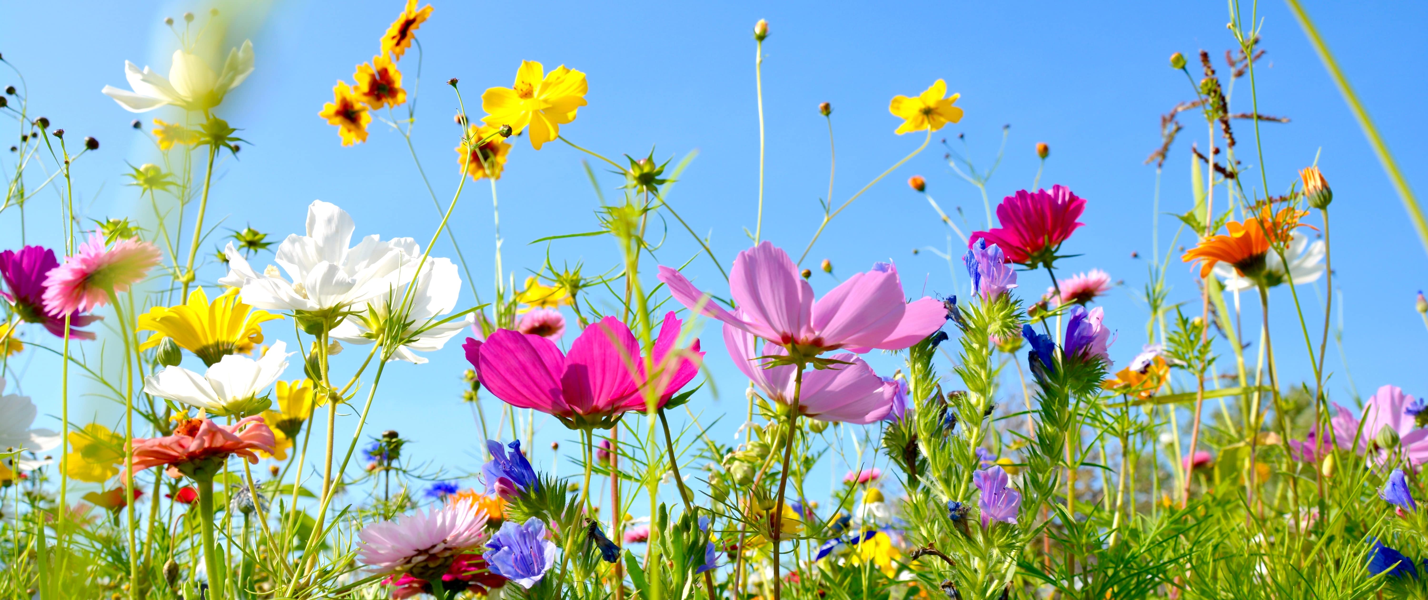 Creating a wildflower meadow - Cultivation Street