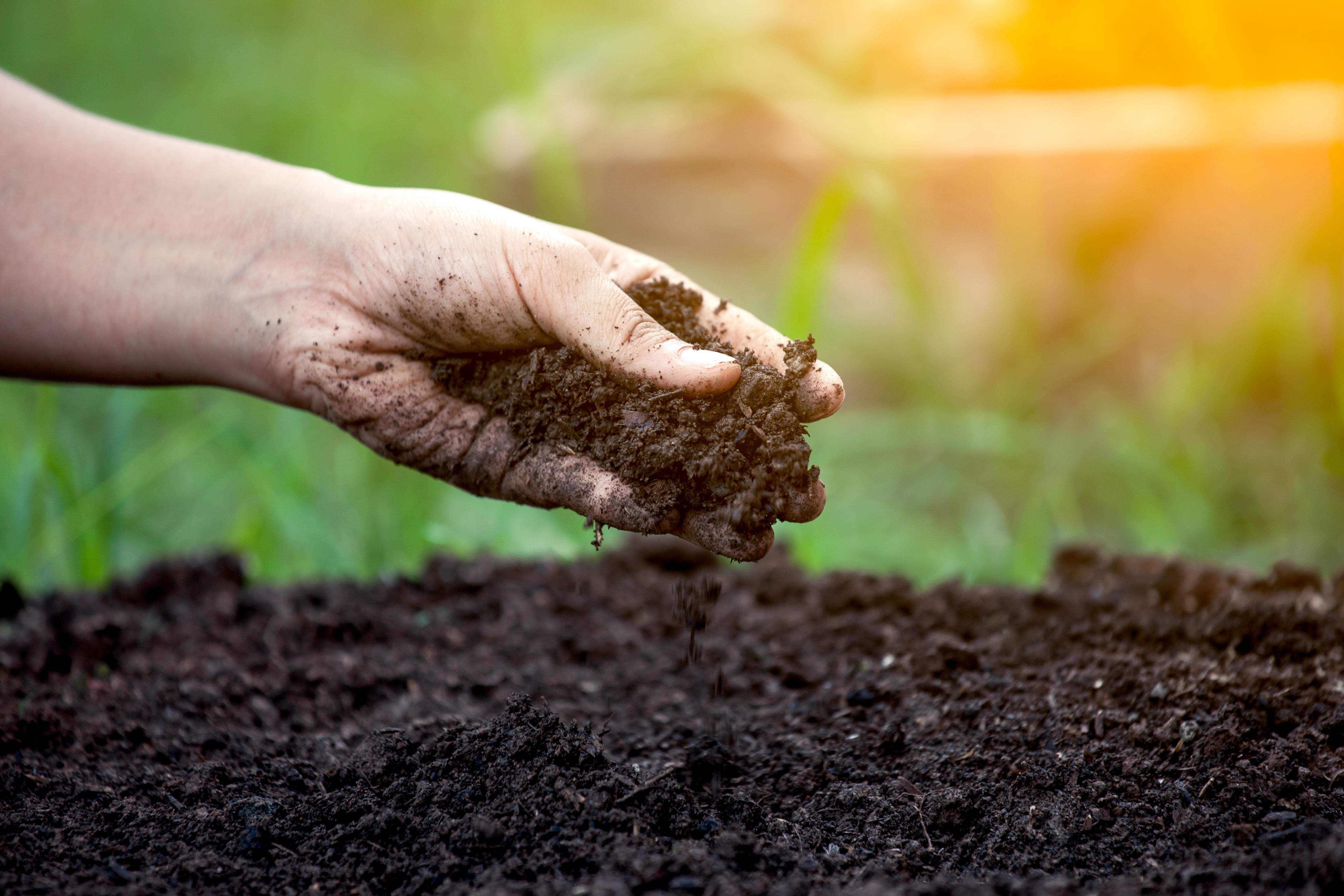 Soil in hand for planting