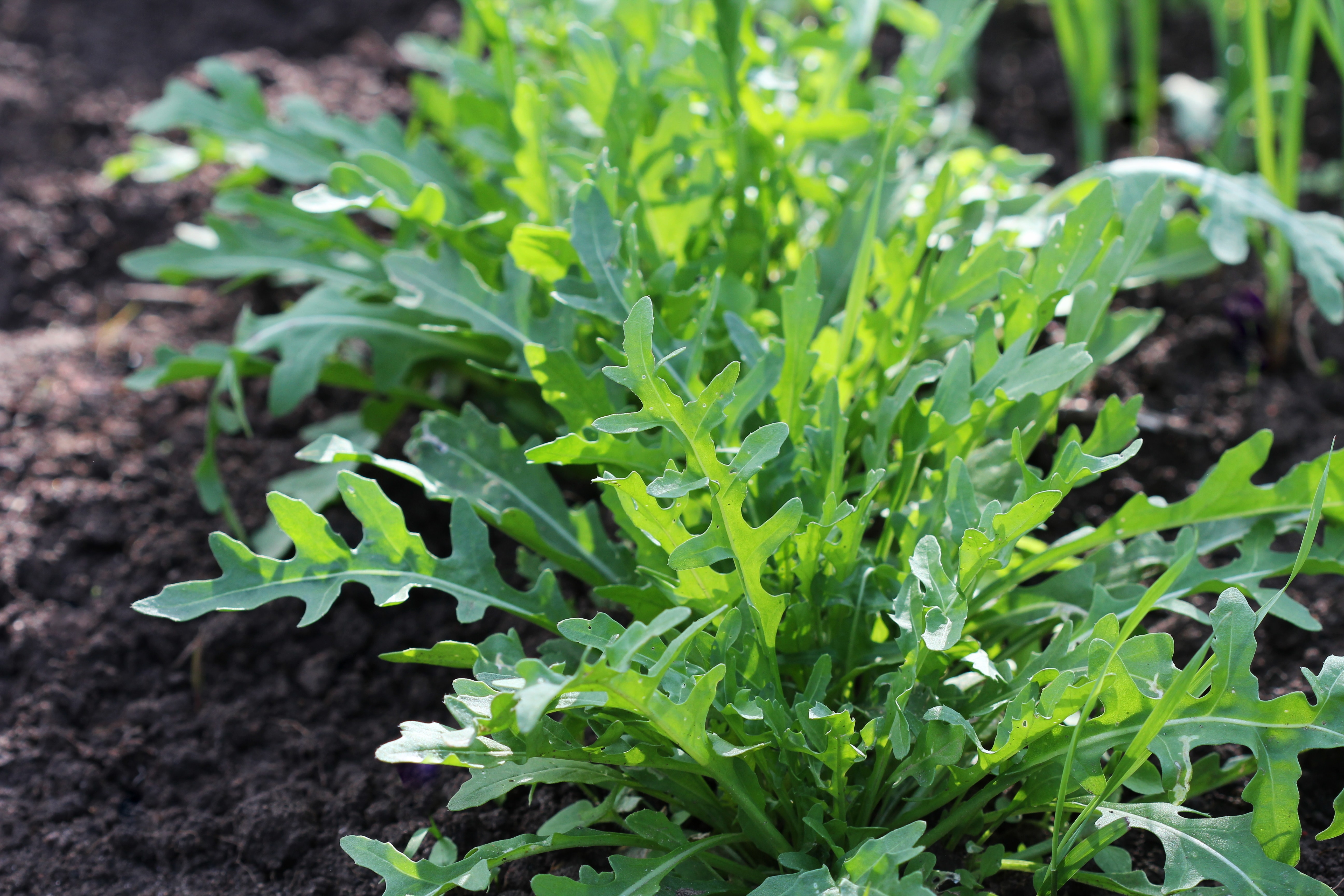 Arugula plant growing from soil in organic vegetable garden.