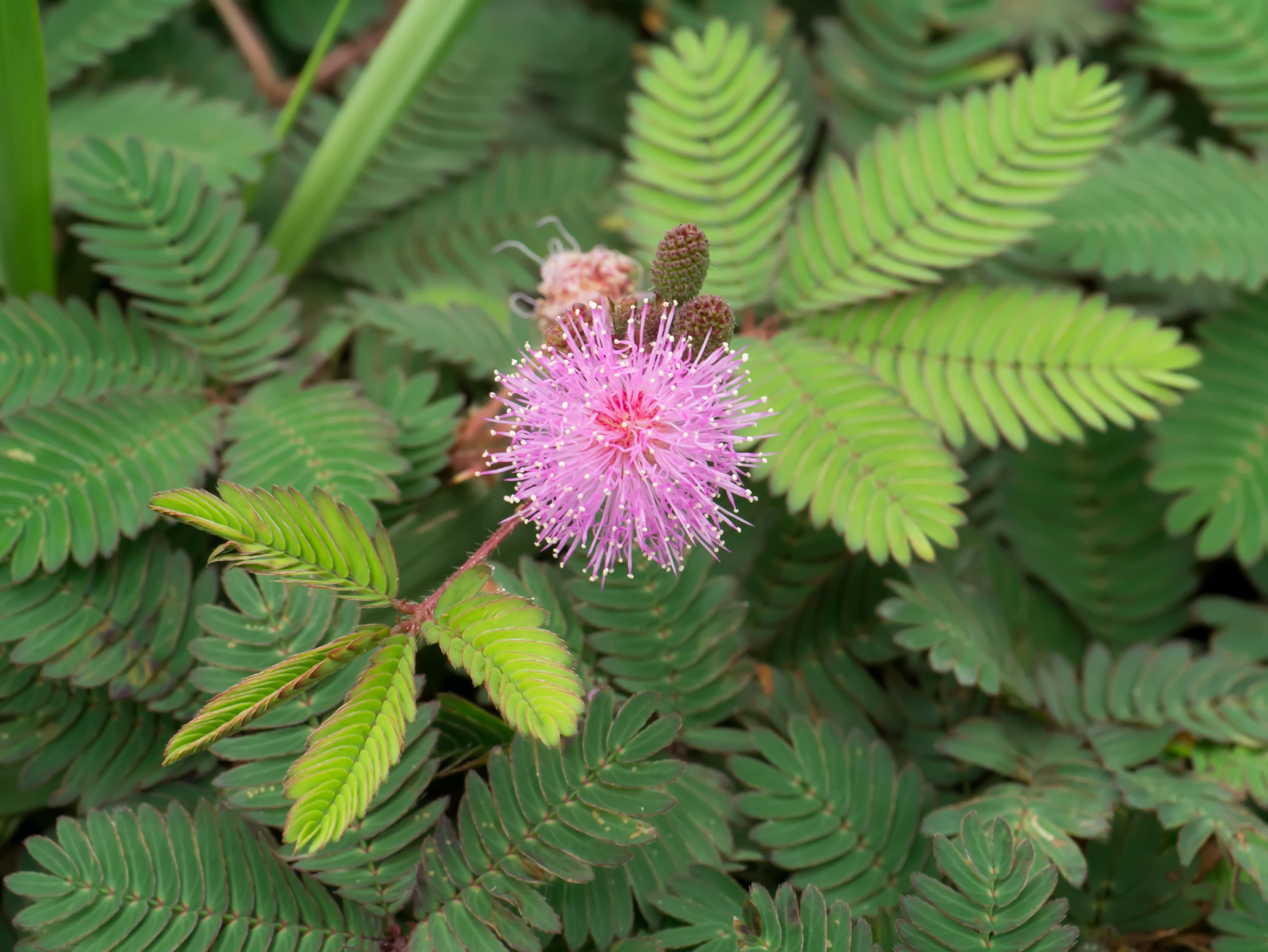 Close up of Sensitive plant or mimosa pudica plant.