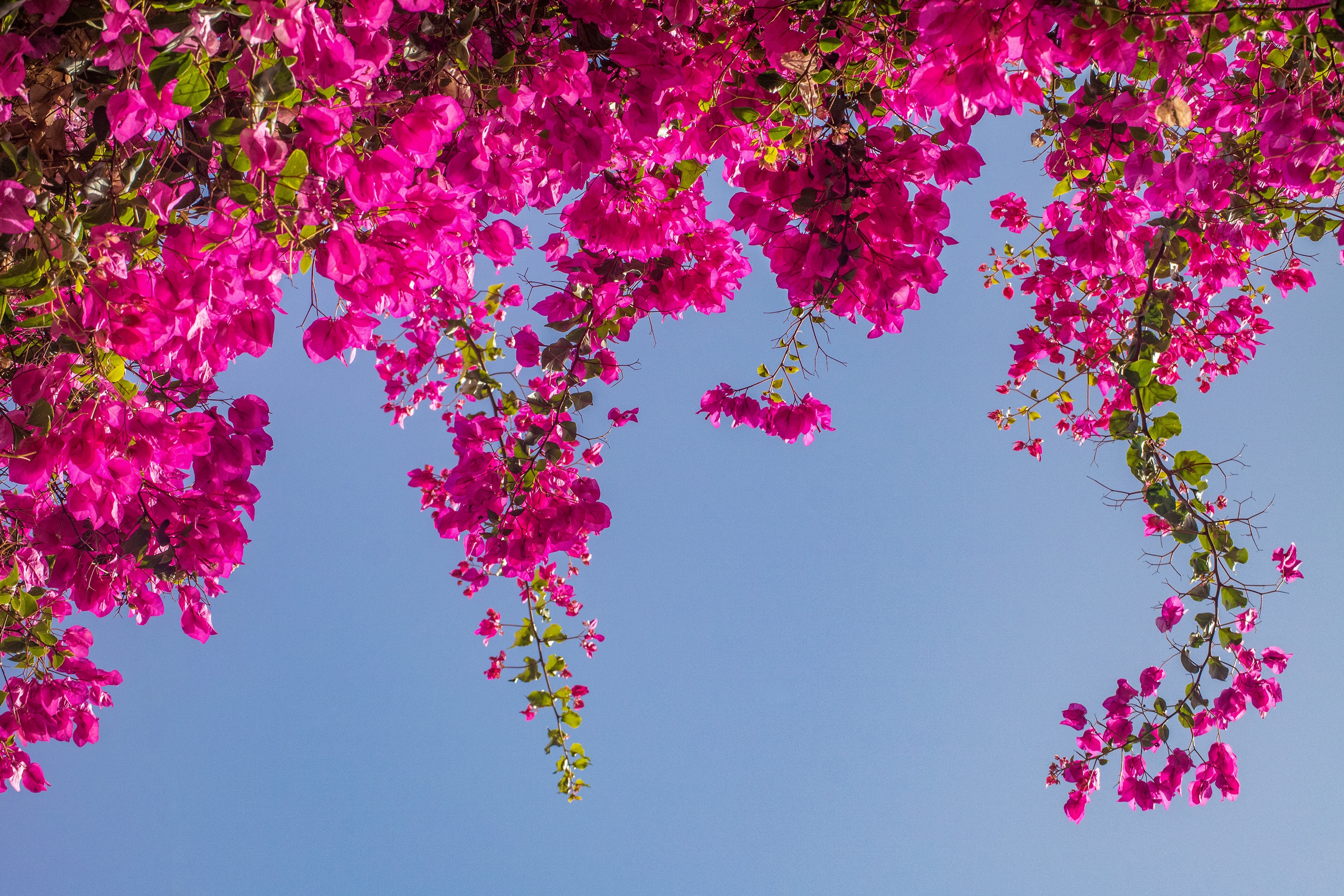 Pink bougainvillea flowers against the blue sky.