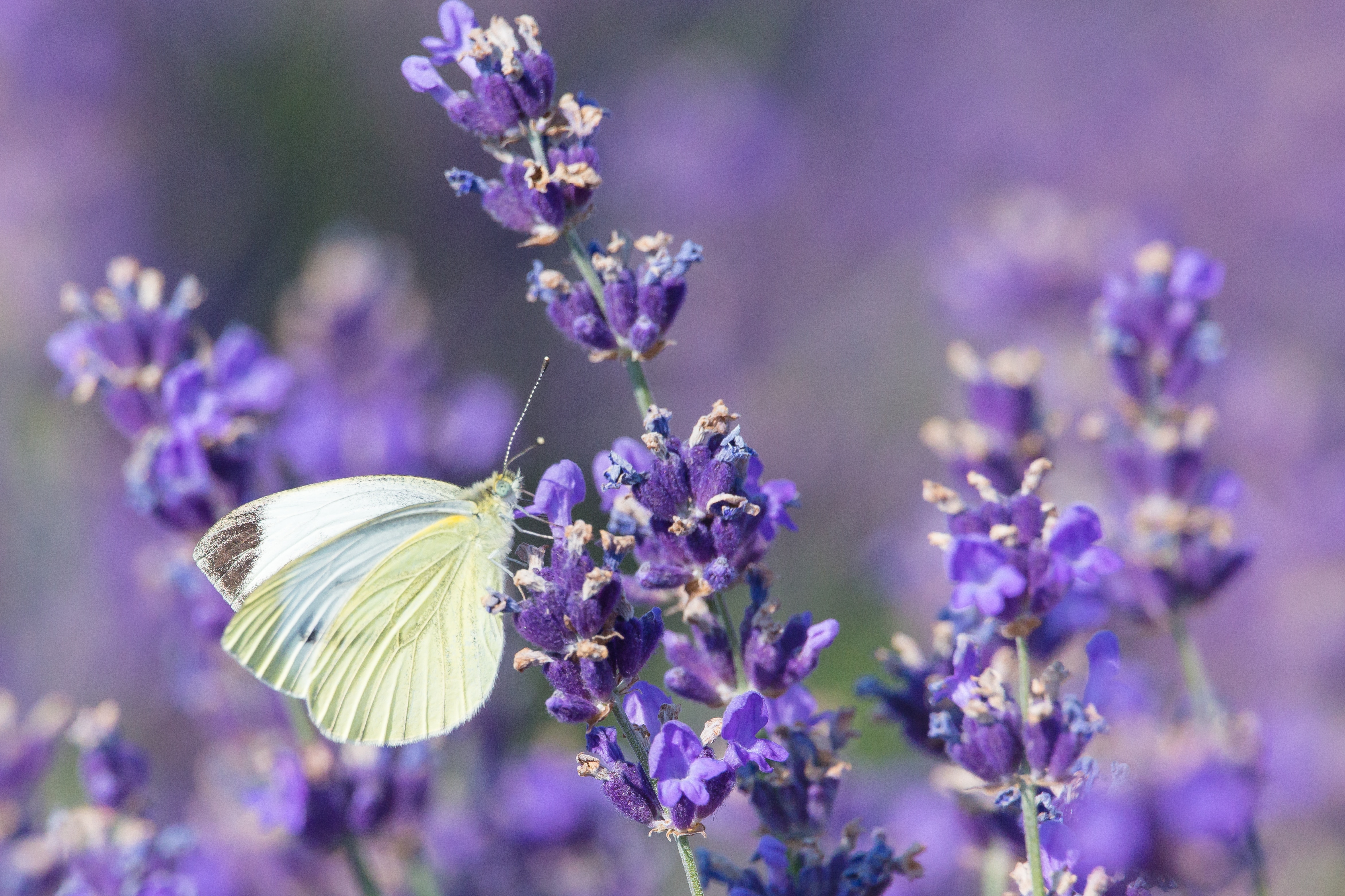white butterfly on a lavender field flower