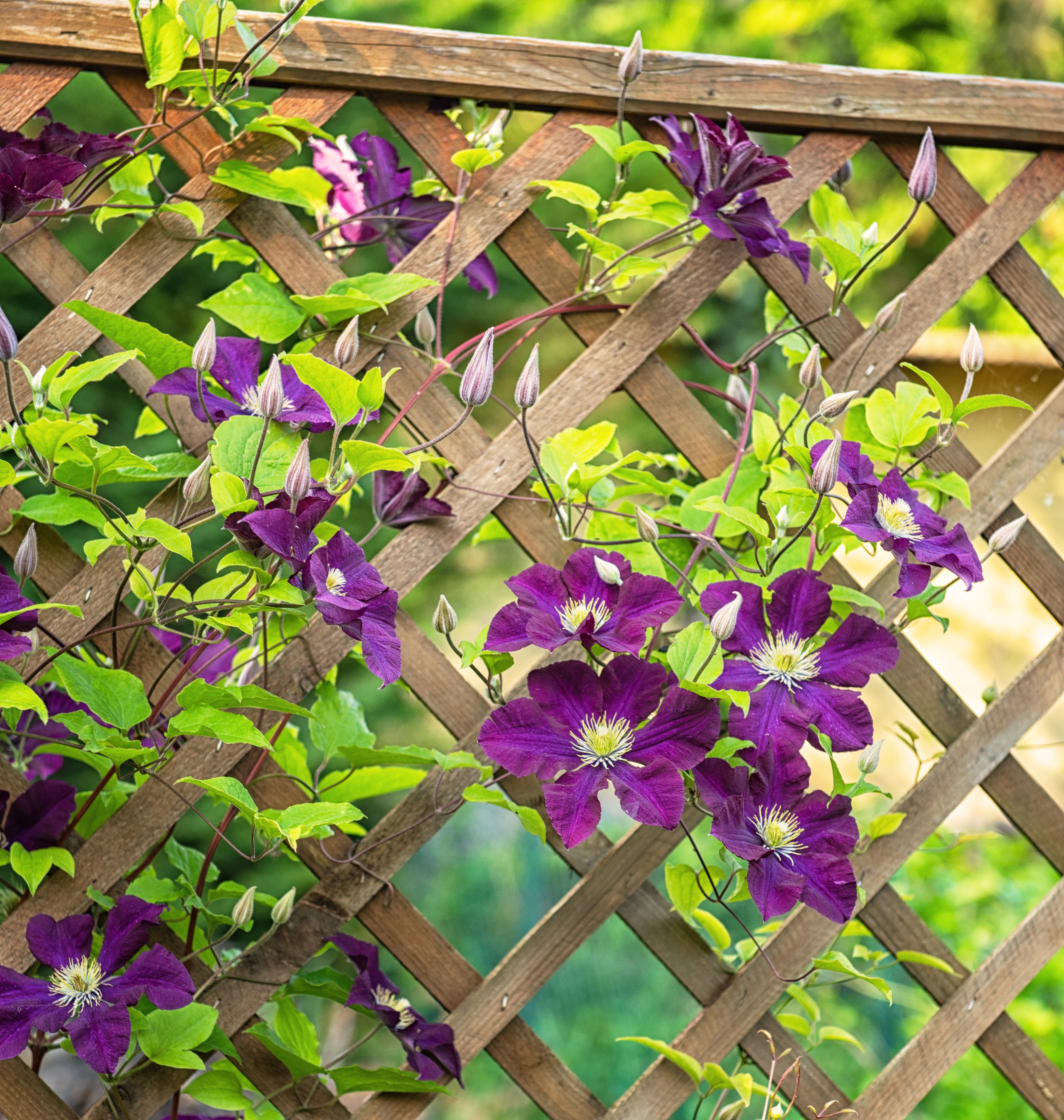 Nice purple clematis in the garden