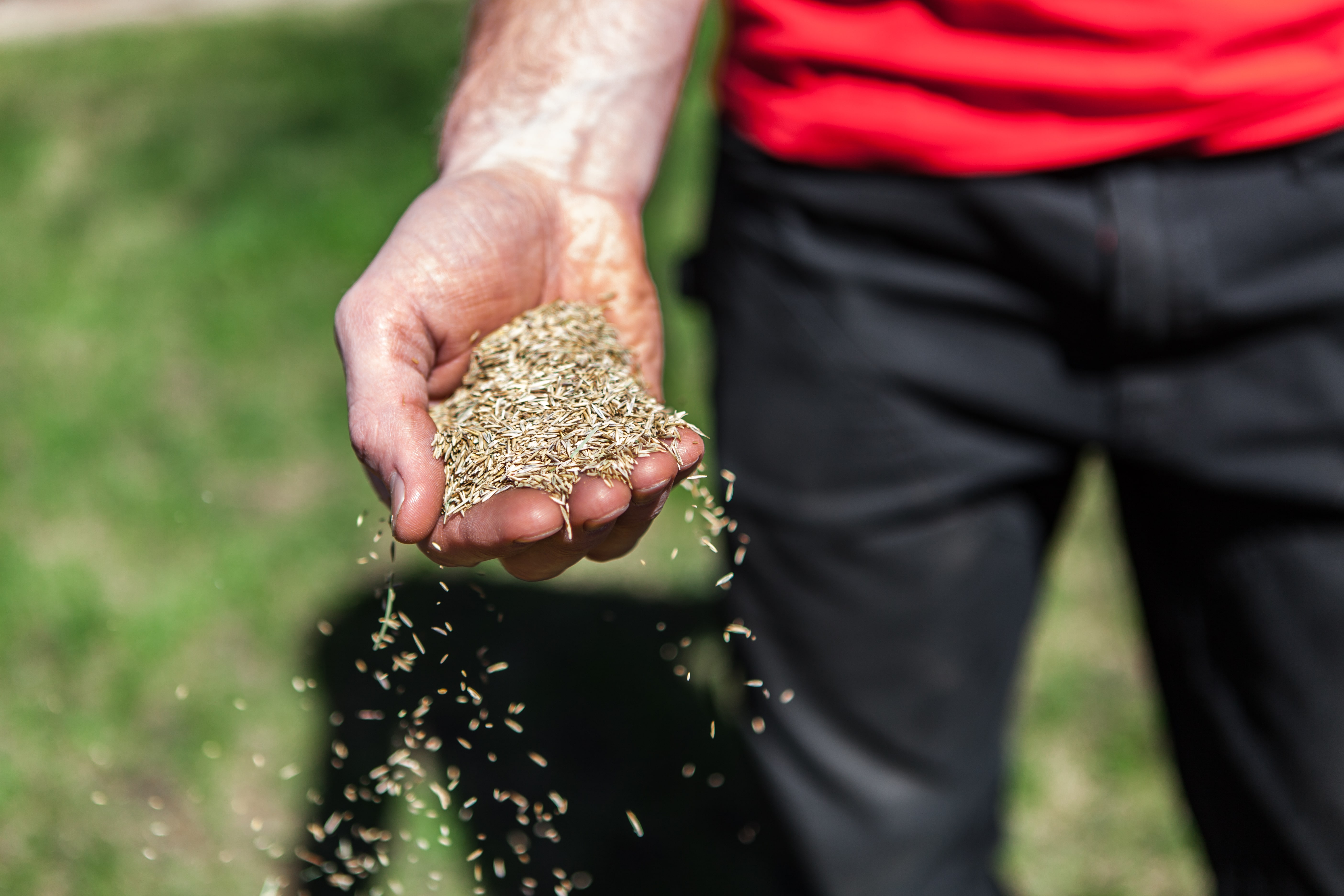 Man sows a handful of grass seeds by scattering them around.