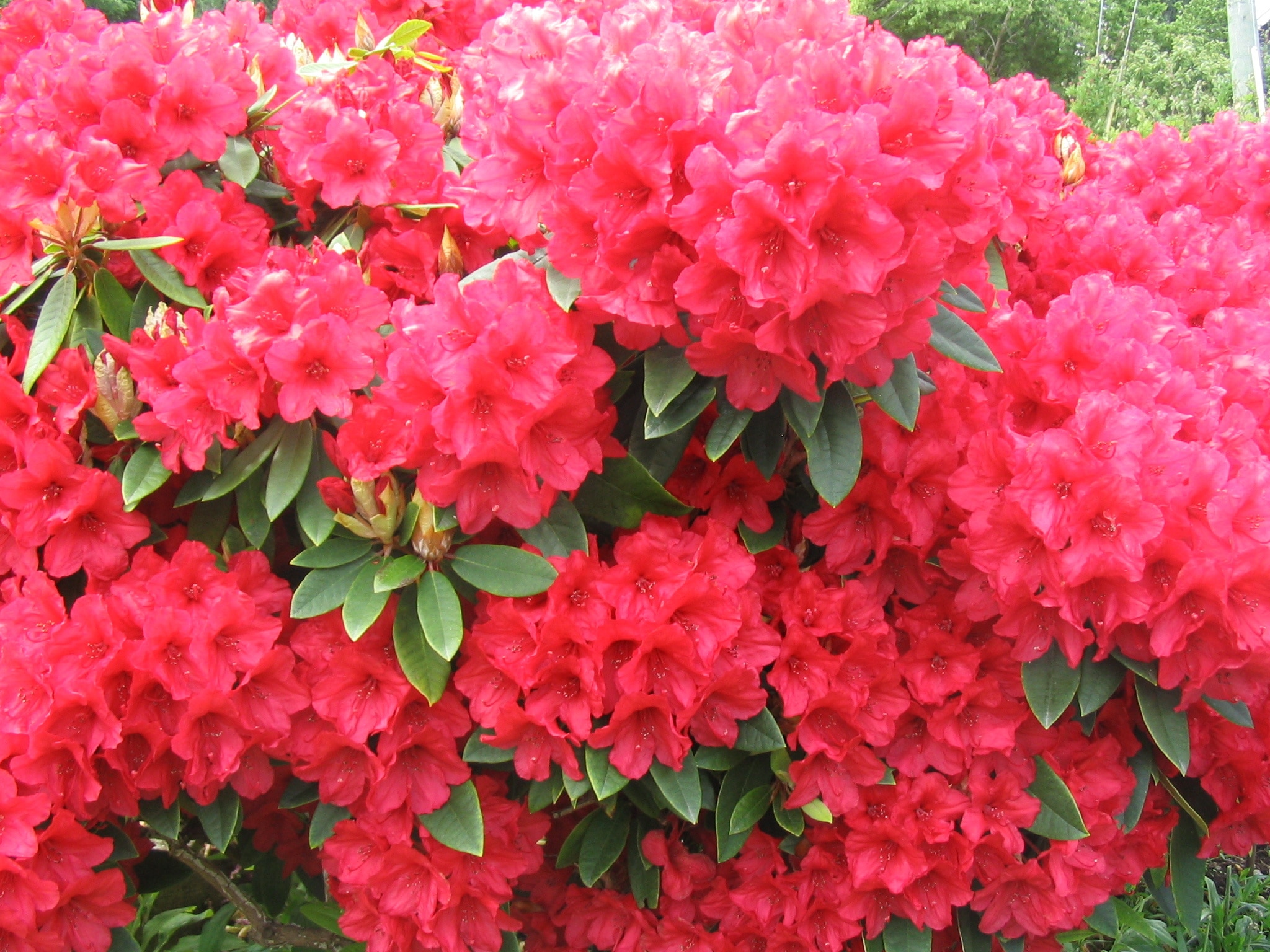 Bright red Rhododendron in bloom in Gibsons, BC, Canada