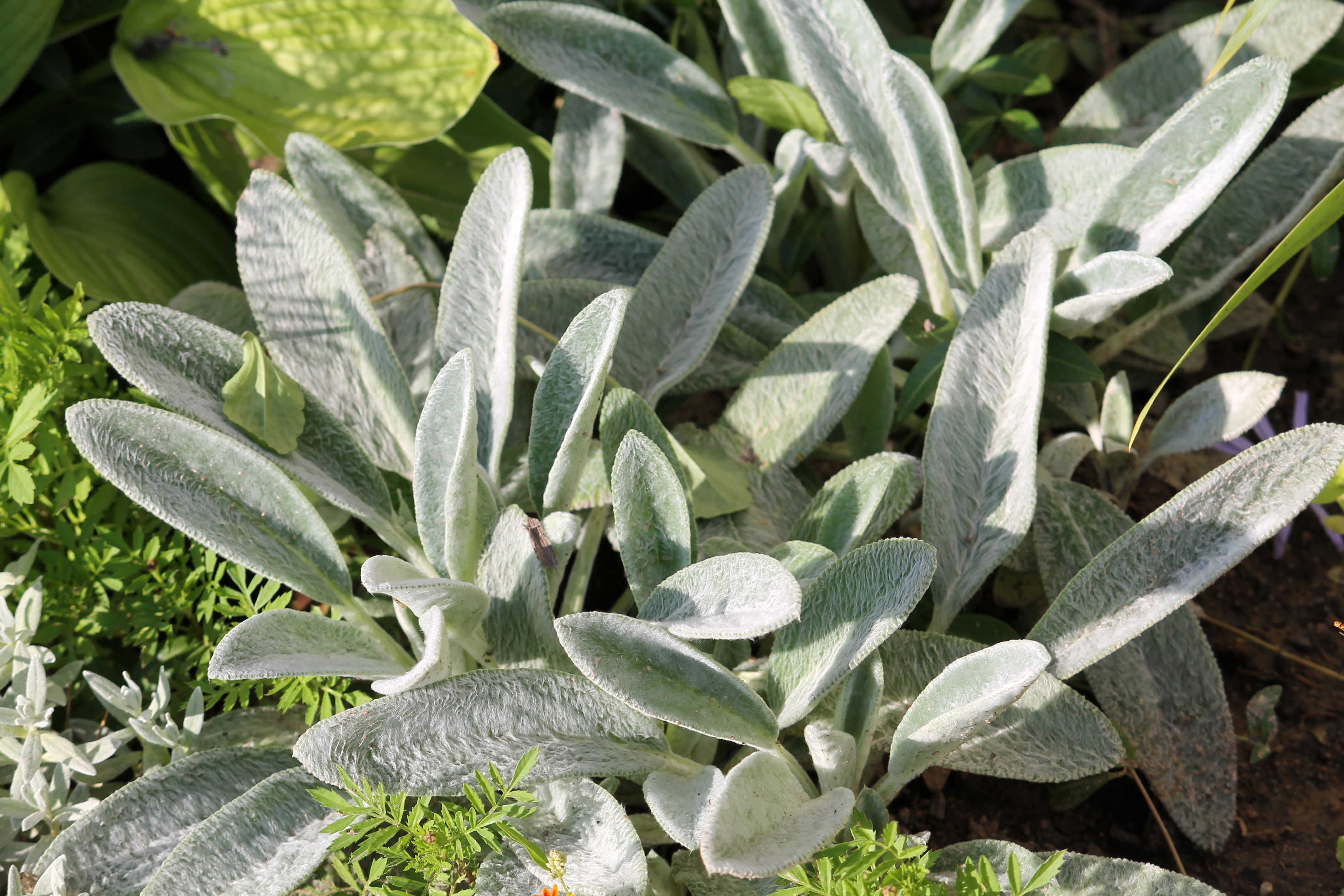 Gray foliage of Stachys byzantina (syn. Stachys lanata) or lamb's ears plant in garden