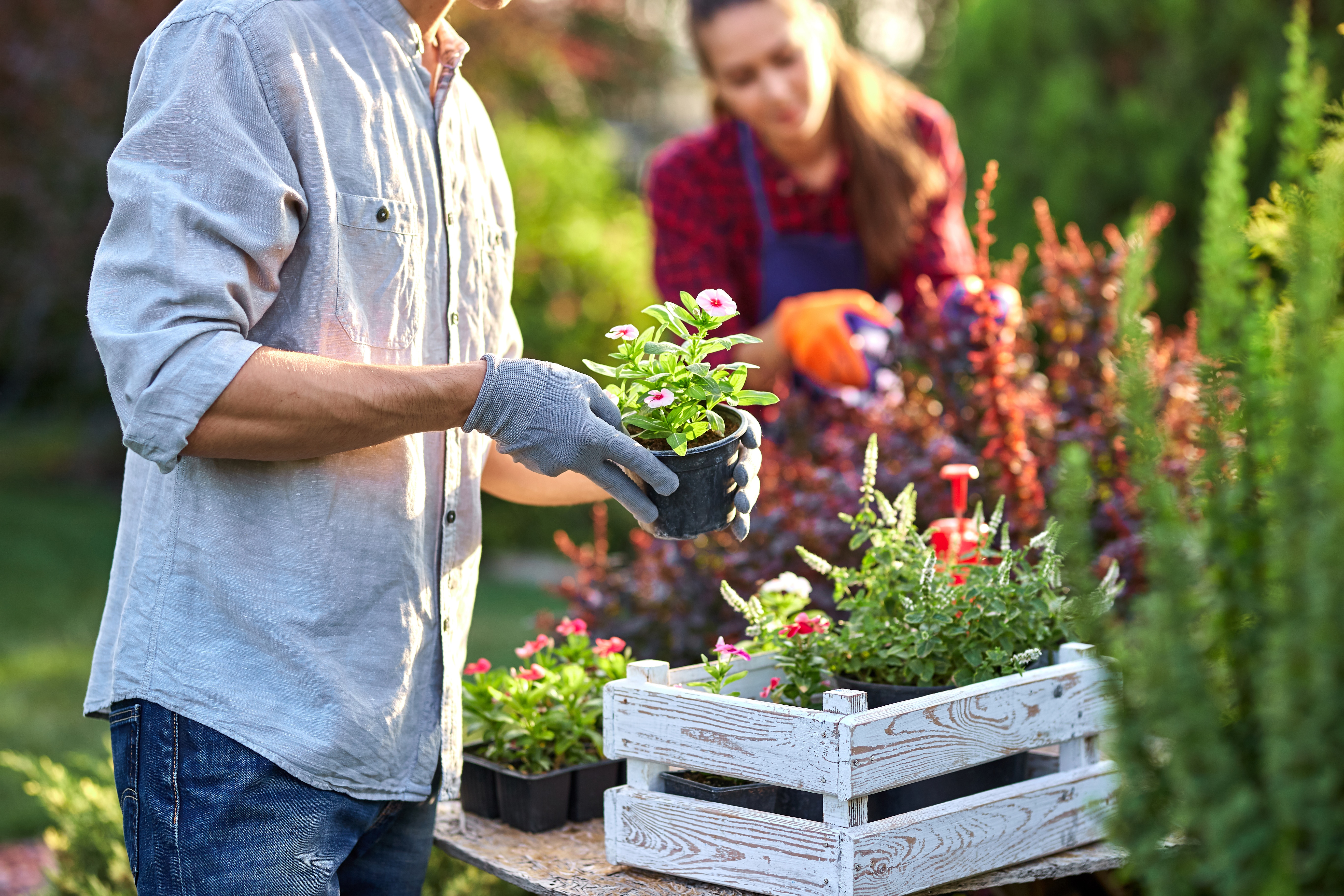 Plants gardener. Садовник. Садоводство и огородничество. Садовник в саду. Люди рядом с растениями.