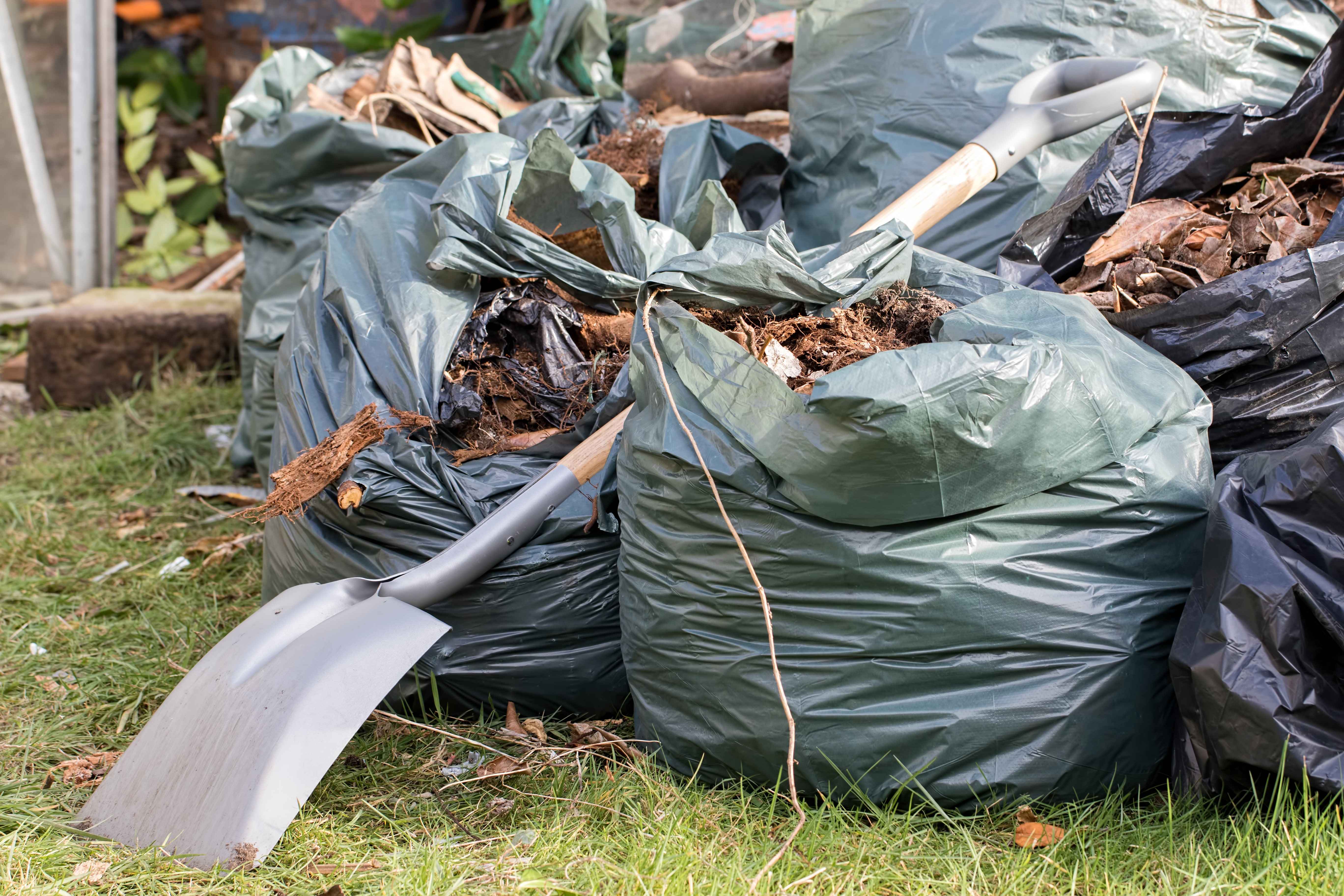 Garden waste. Brown leaves and rubbish collected from a gardening tidy up. Spade over sacks of garden refuse on a lawn.