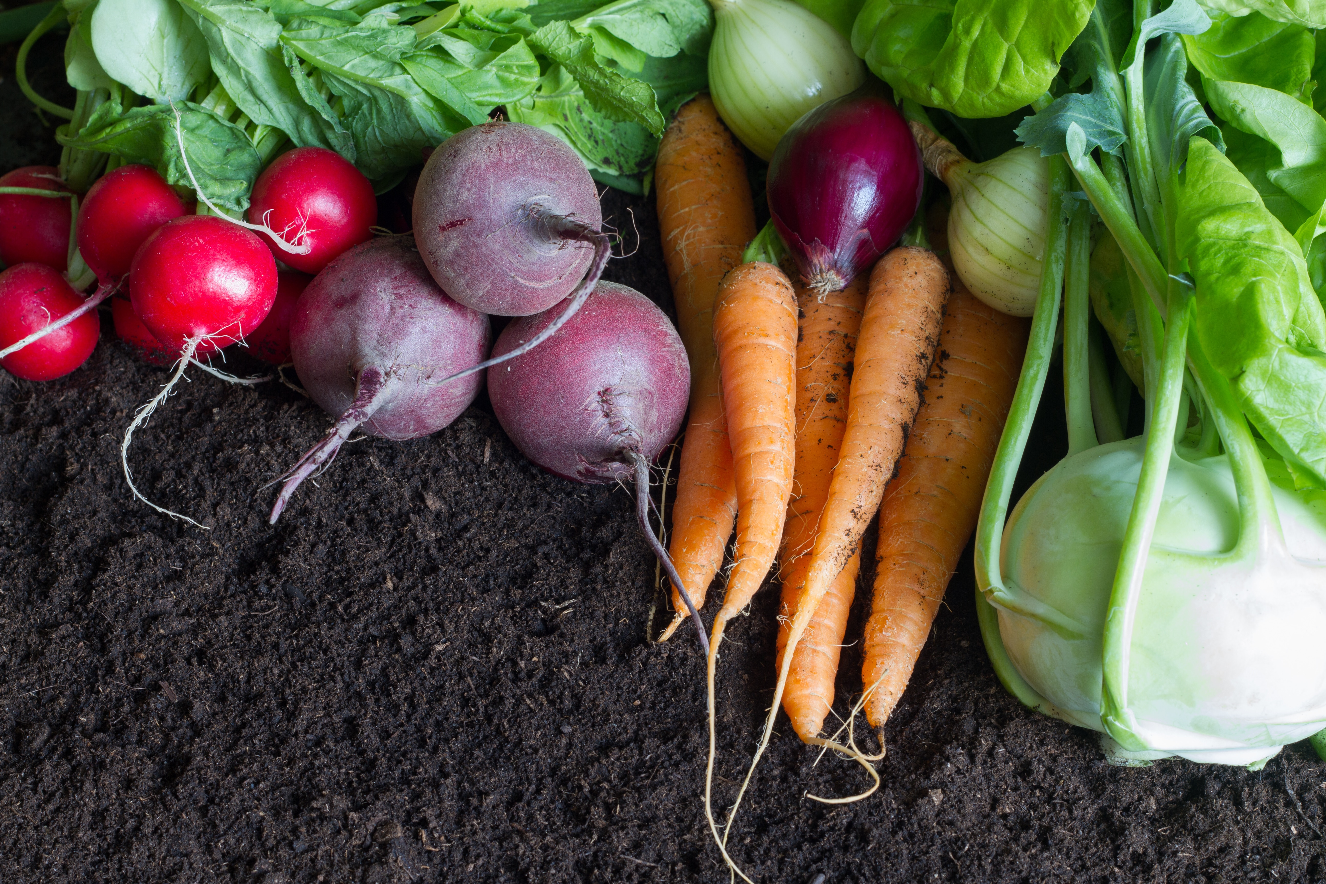 Fresh raw spring vegetables harvest in the garden organic background concept