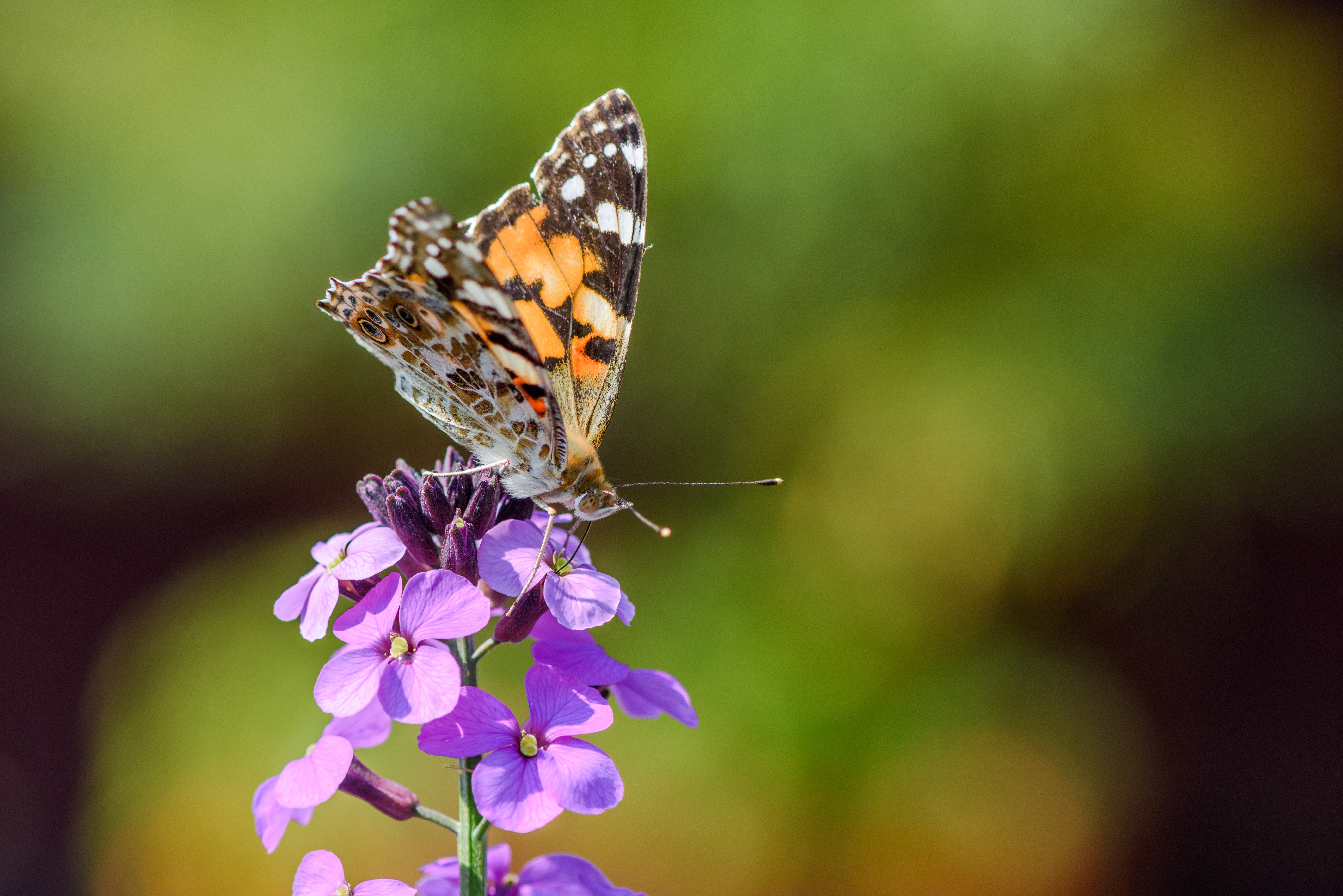 A colorful butterfly, the Painted Lady, extracts the nectar from a purple flower of the Erysimum Bowles Mauve with a beautiful bokeh background