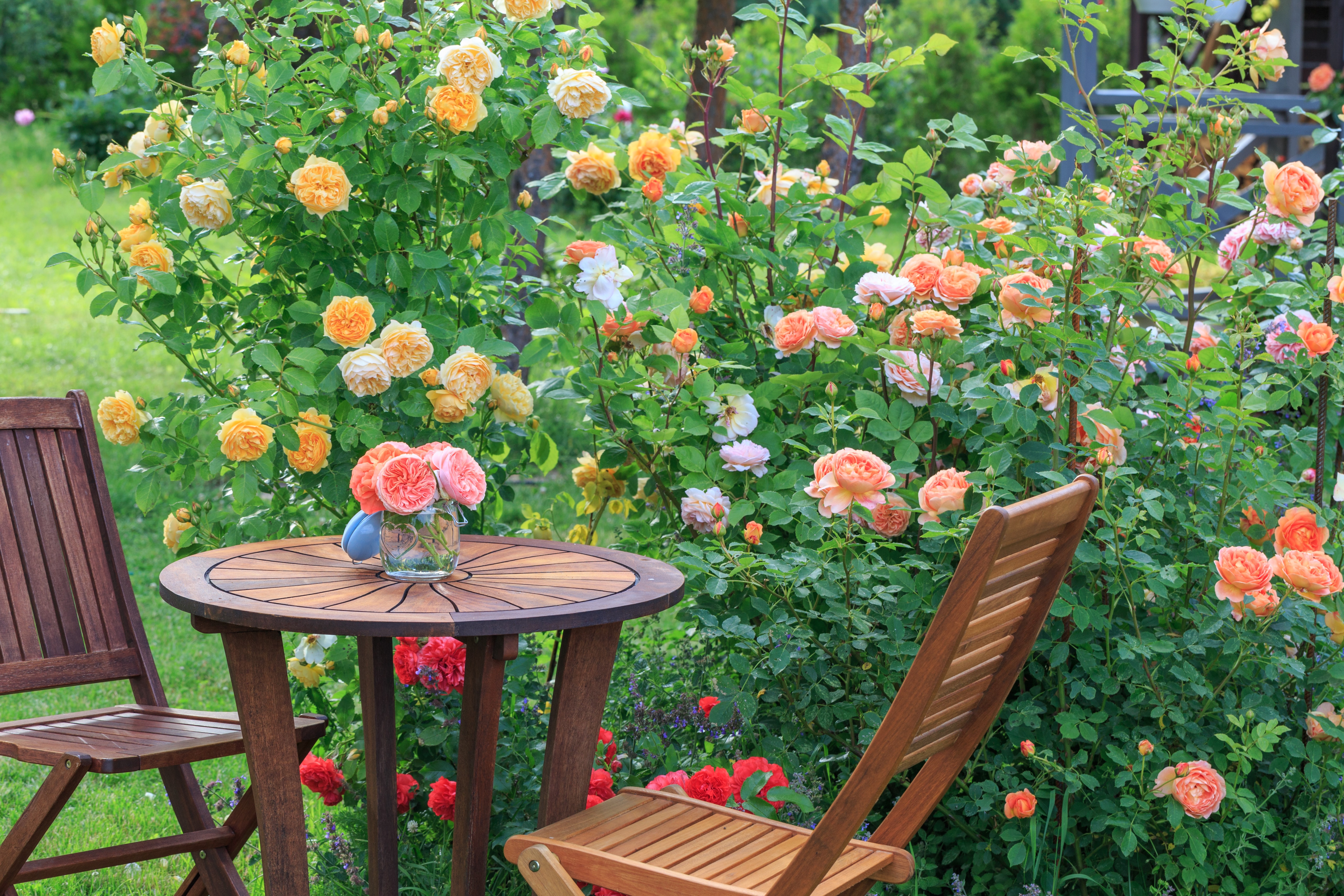 Romantic sitting area in the rose garden, round wooden table and chairs near the large flowering bushes of English roses.