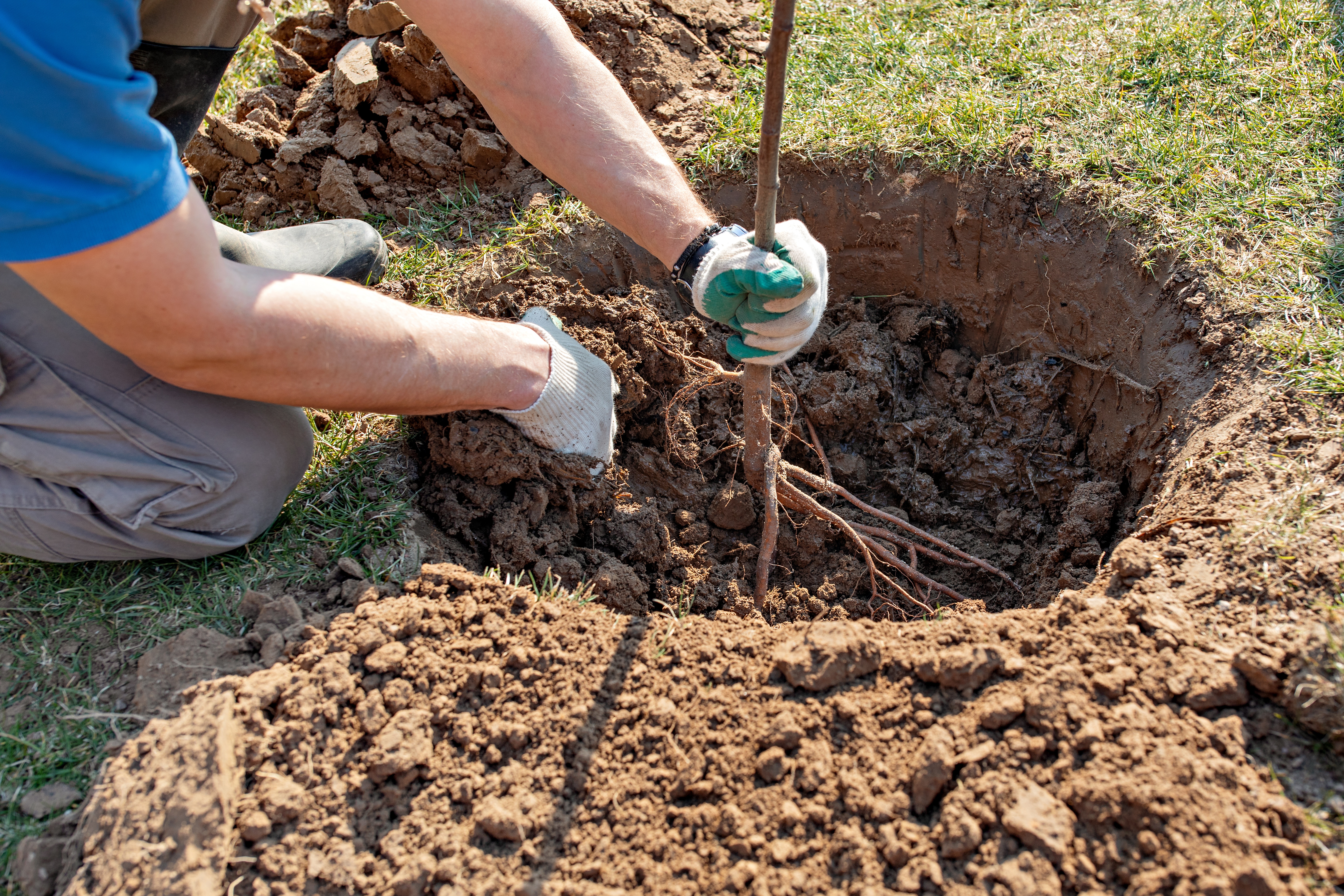 Man plants tree, nature, environment and ecology concept. Hands close up