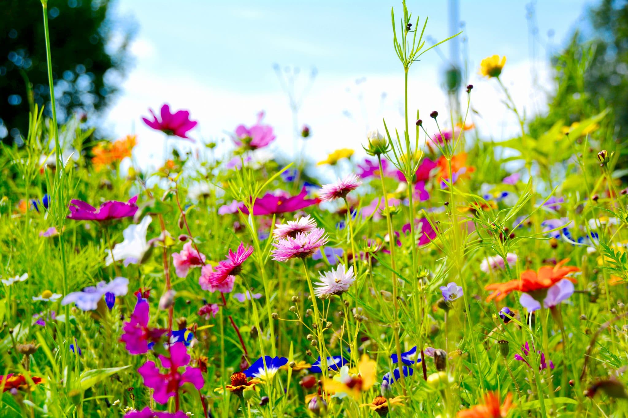 Creating a wildflower meadow - Cultivation Street