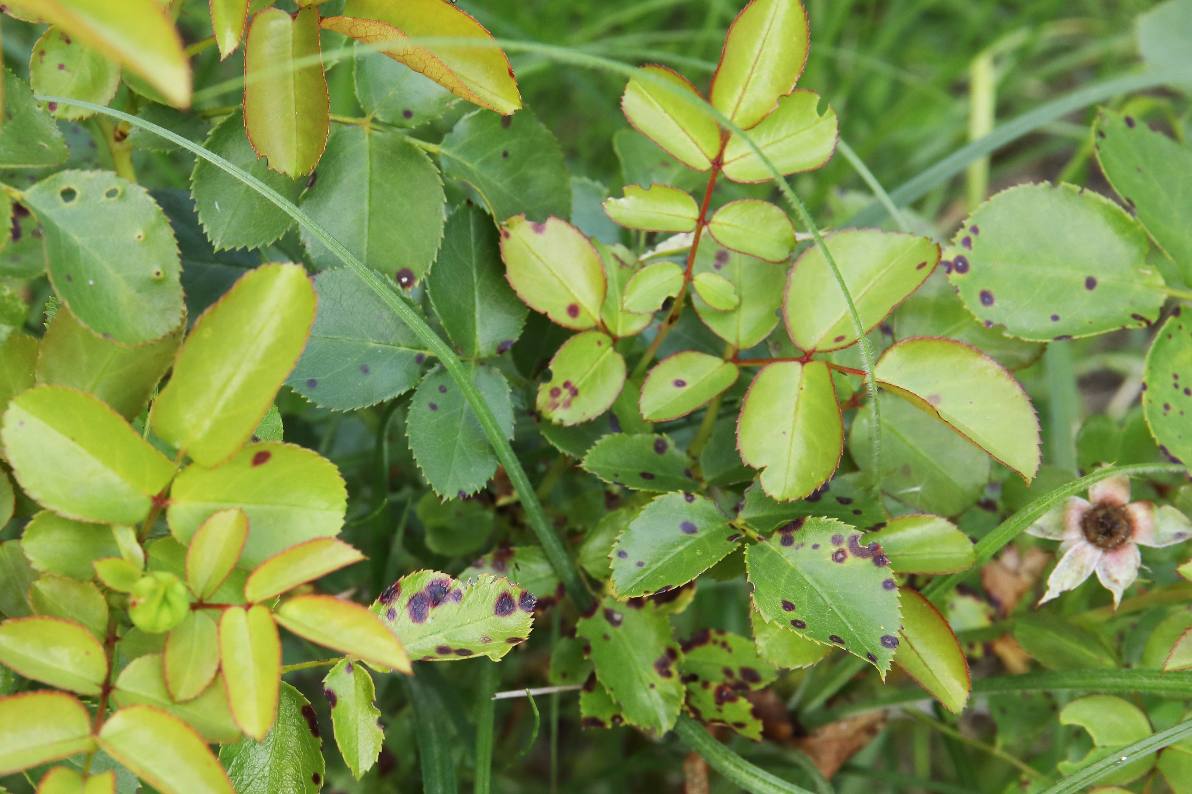 leaves of roses infected by blackspot fungus. Roses disease