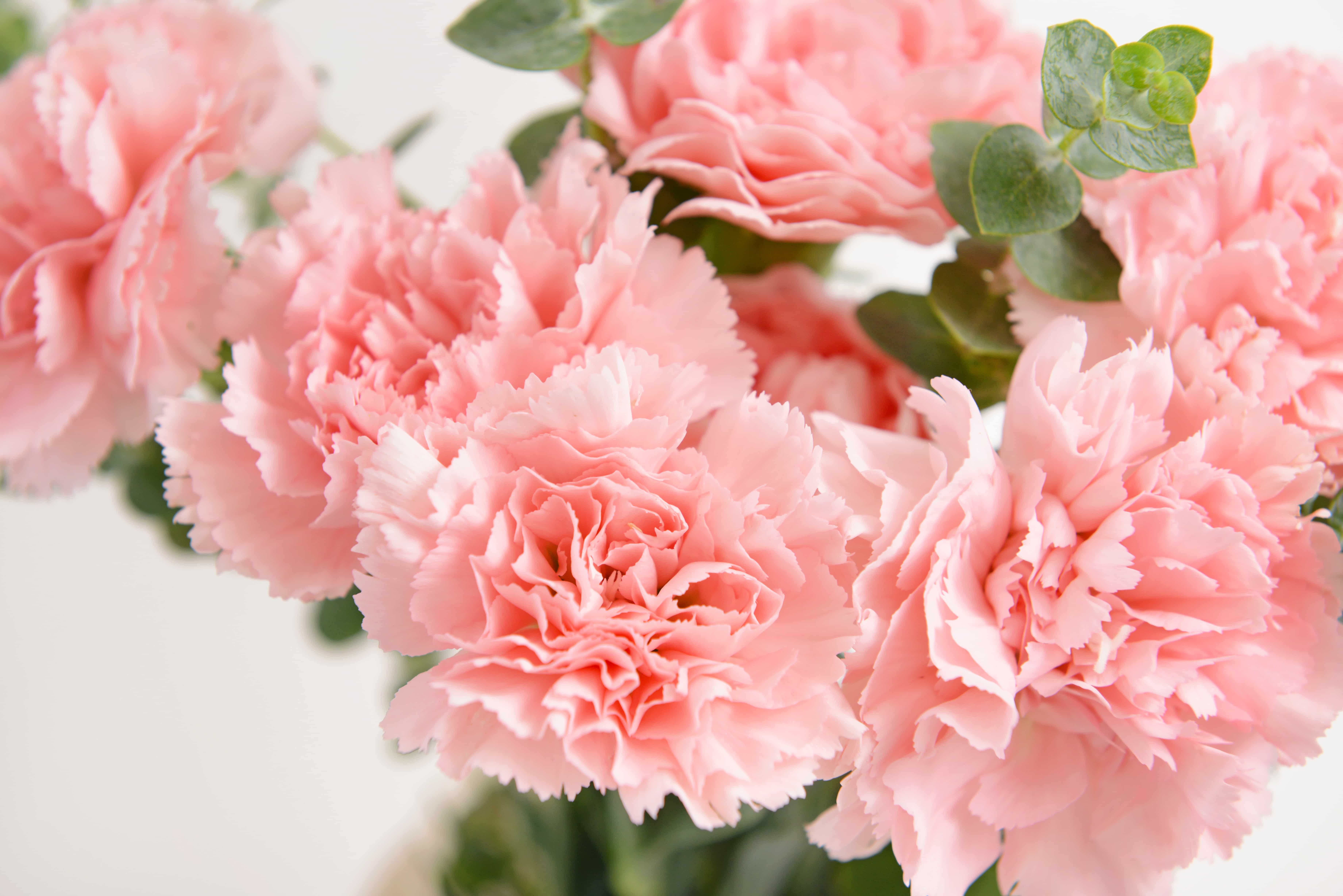 Bouquet of beautiful carnation flowers, closeup