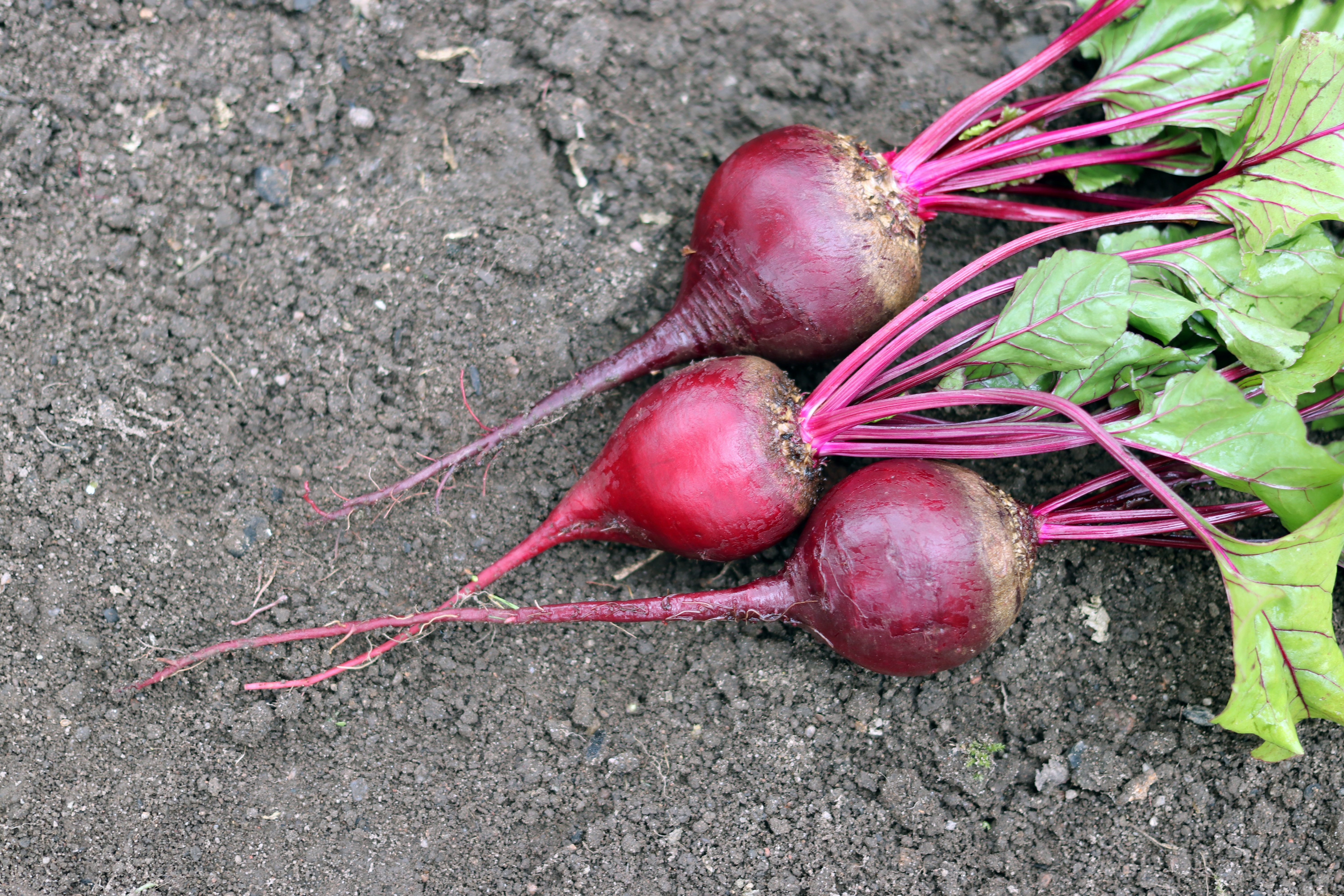 Beetroot in the garden in the fall.The taproot portion of the beet plant, growing in the  vegetable garden.Permaculture, known as the beet, also table beet.