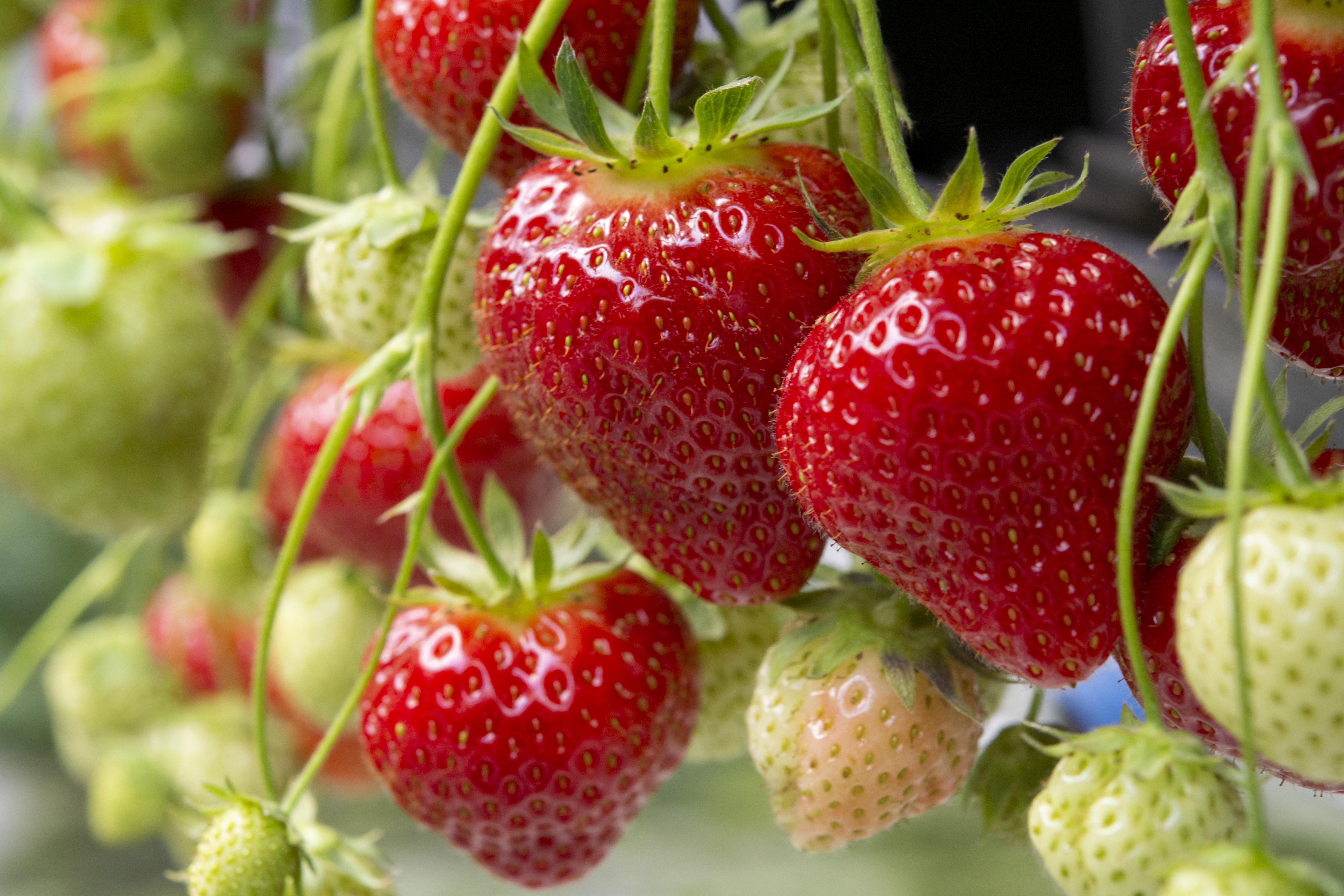 Fresh tasty ready for harvest ripe red and unripe green strawberries growing on strawberry farm in greenhouse