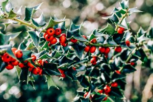 Beautifully lit branches of holly with red berries