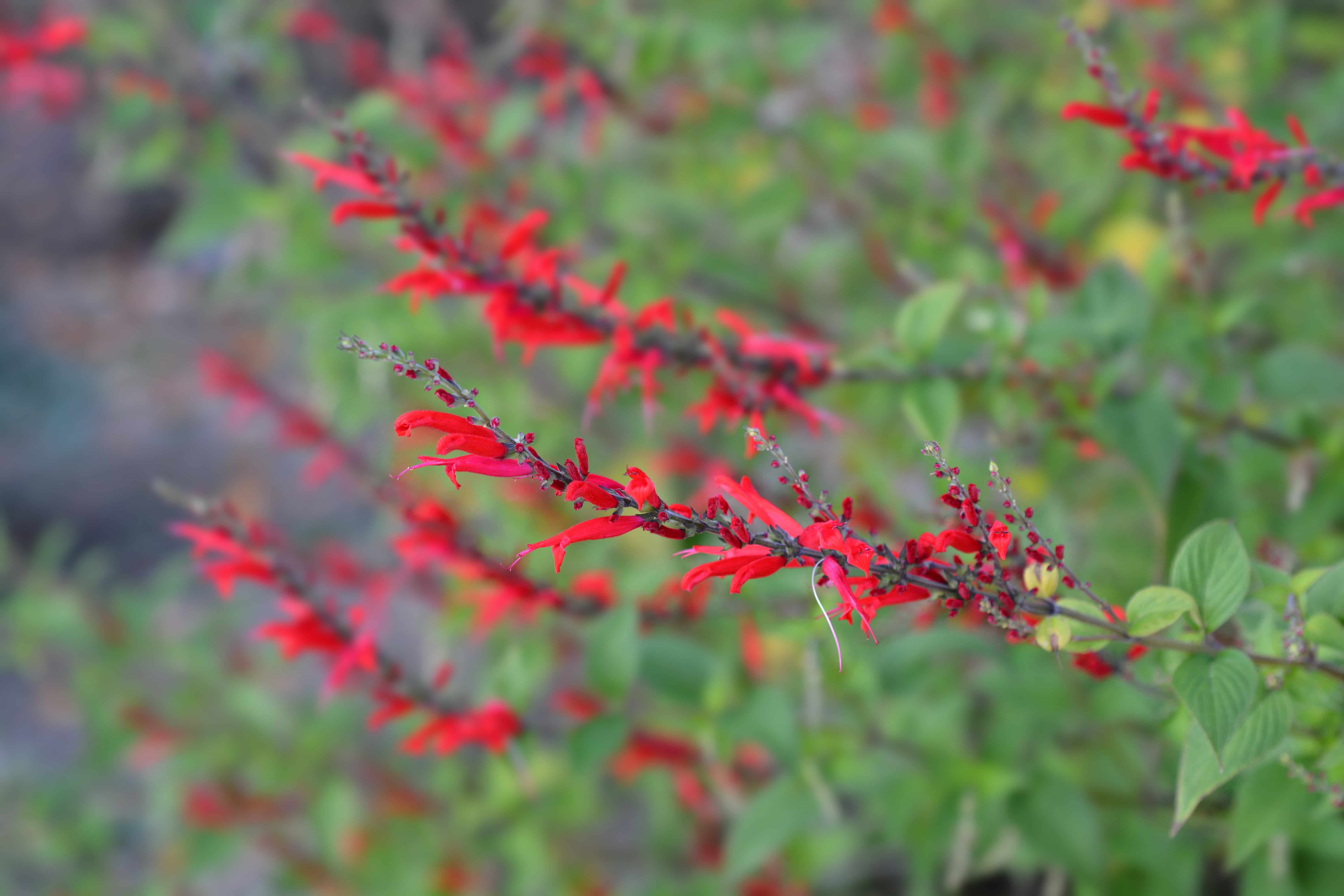 Pineapple sage Ananas red flowers - Latin name - Salvia elegans Ananas