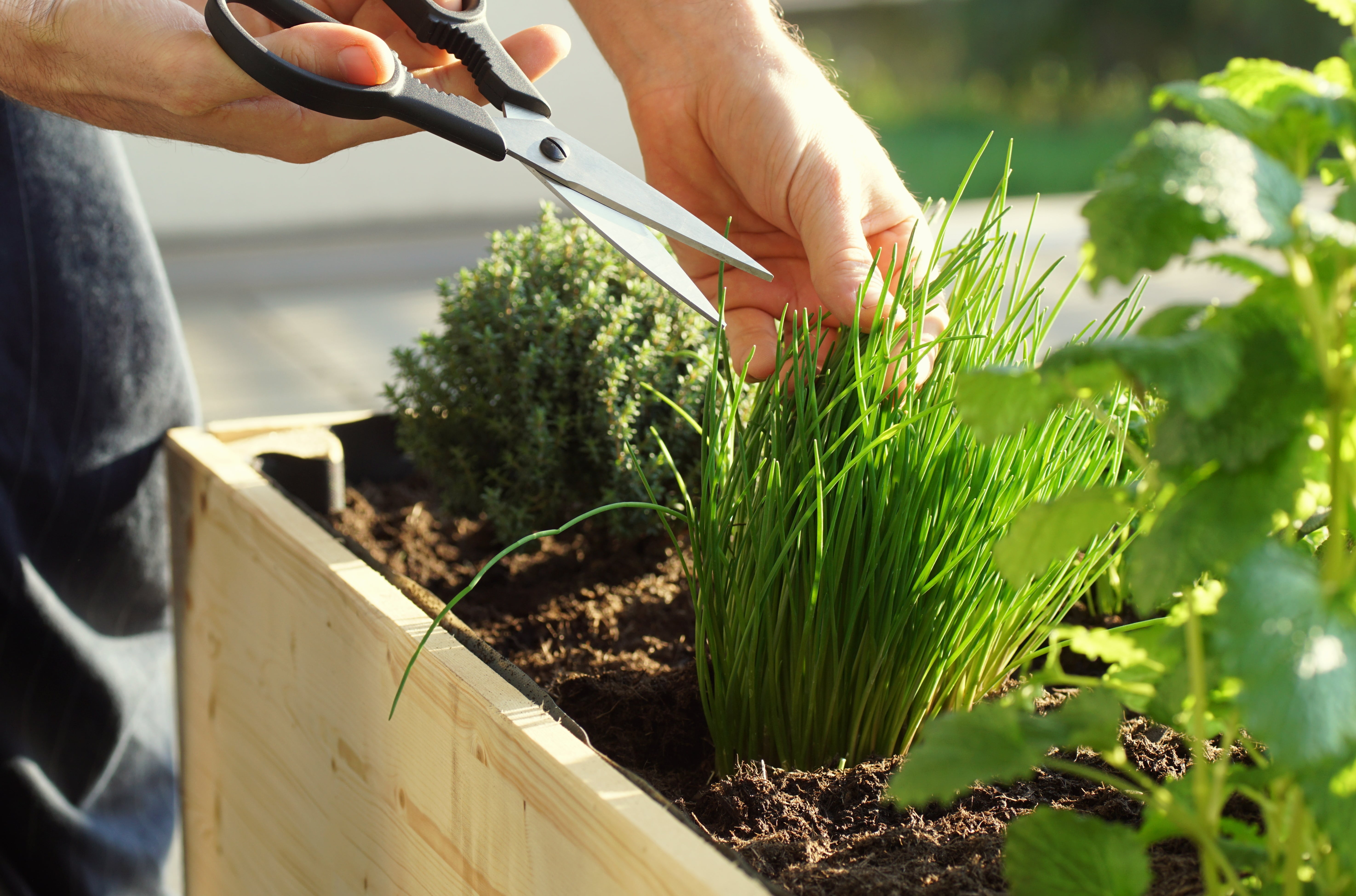 picking fresh herbs grown on a raised bed on a balcony