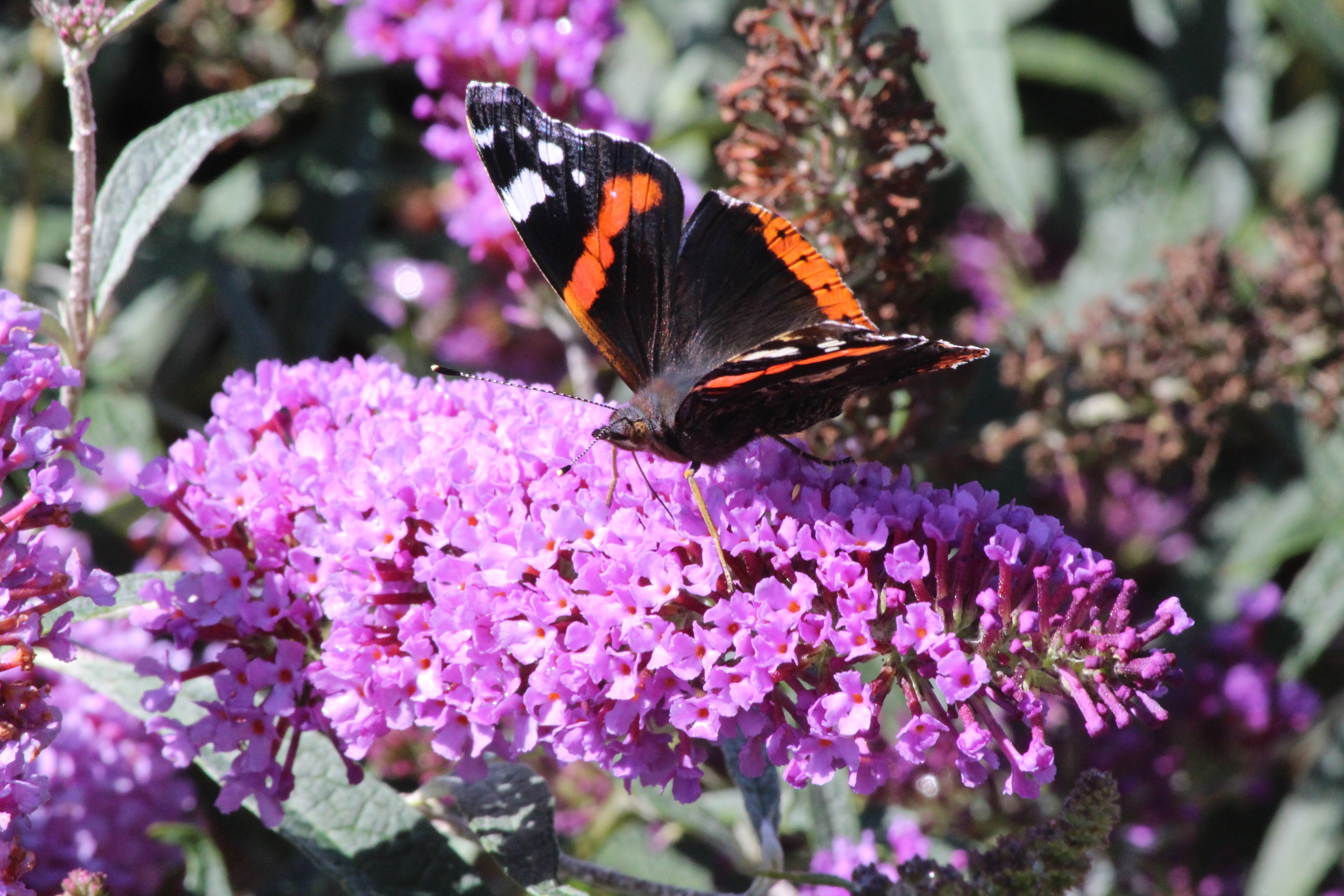 Close-up Of Butterfly On Buddleia