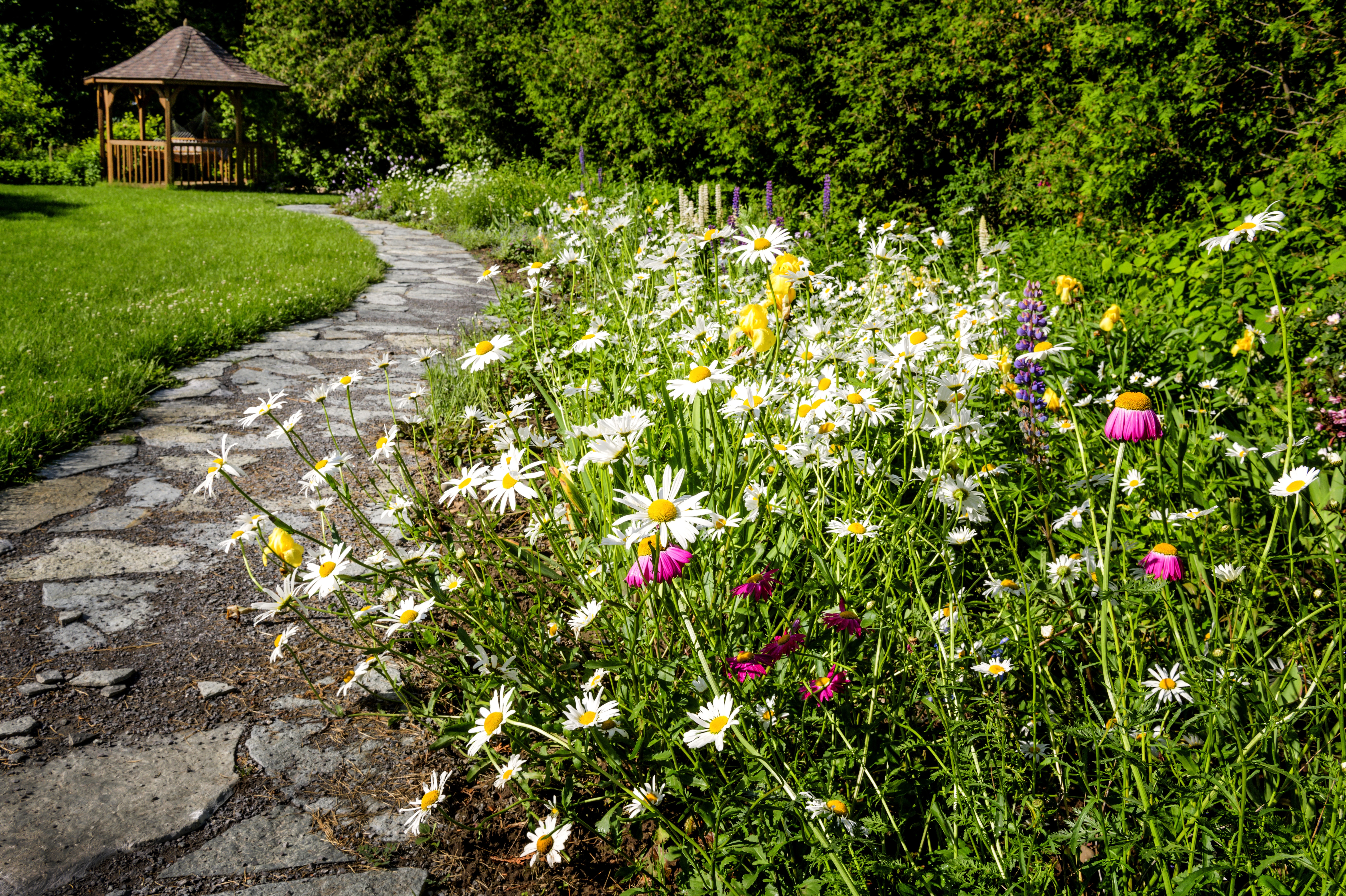 Wildflower garden with paved path leading to gazebo and blooming daisies