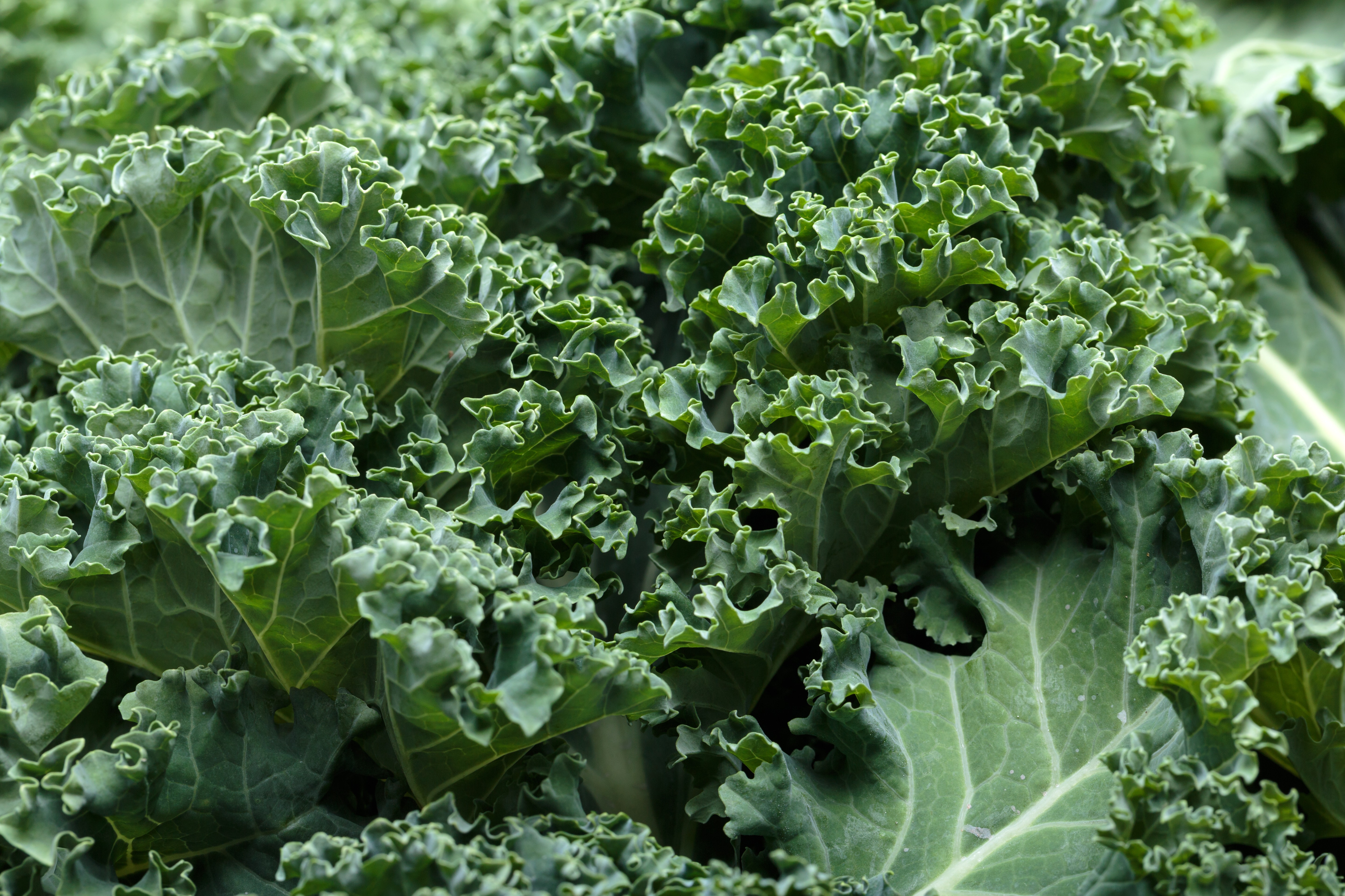 A healthy fresh curly kale