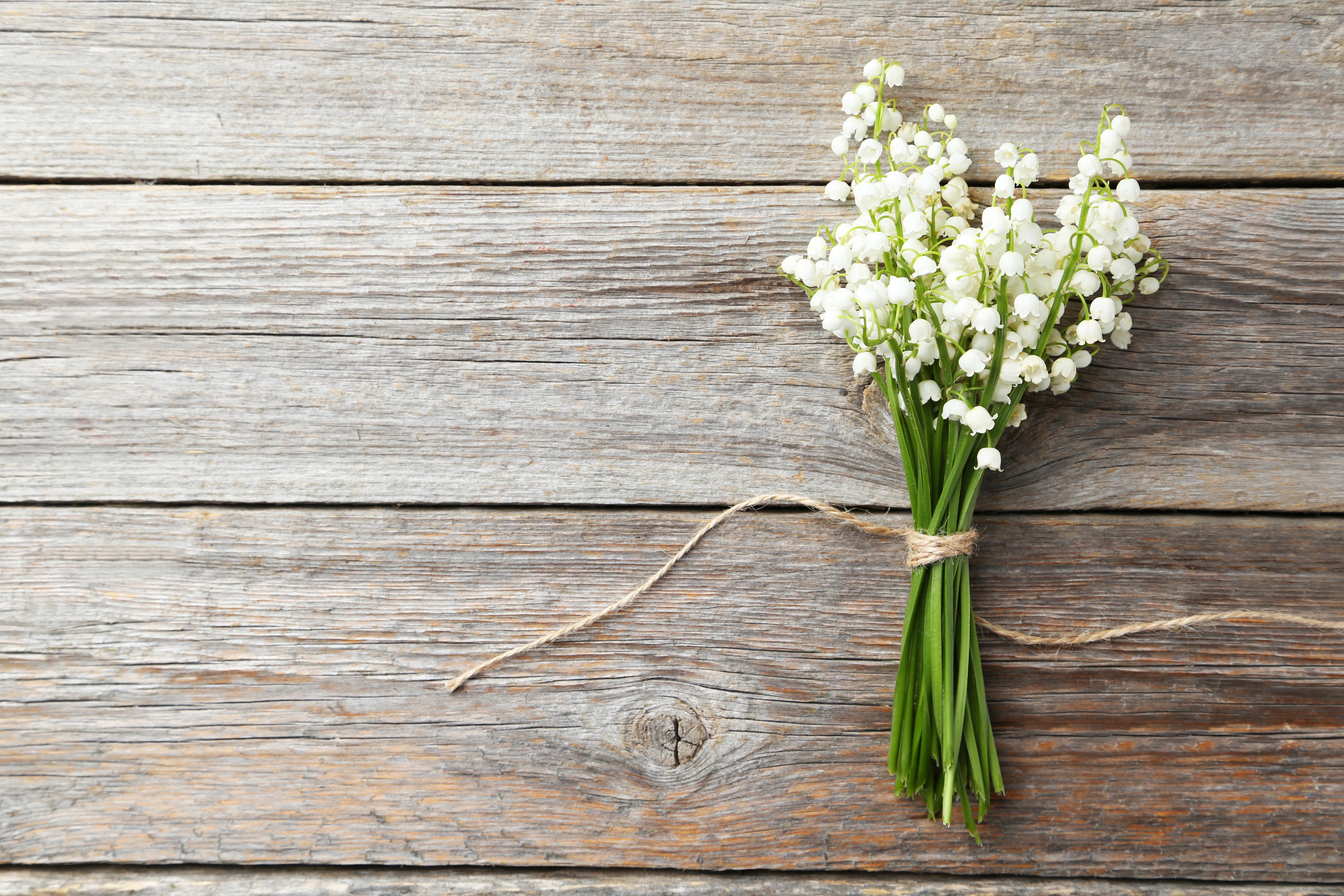 Lily of the Valley on grey wooden background