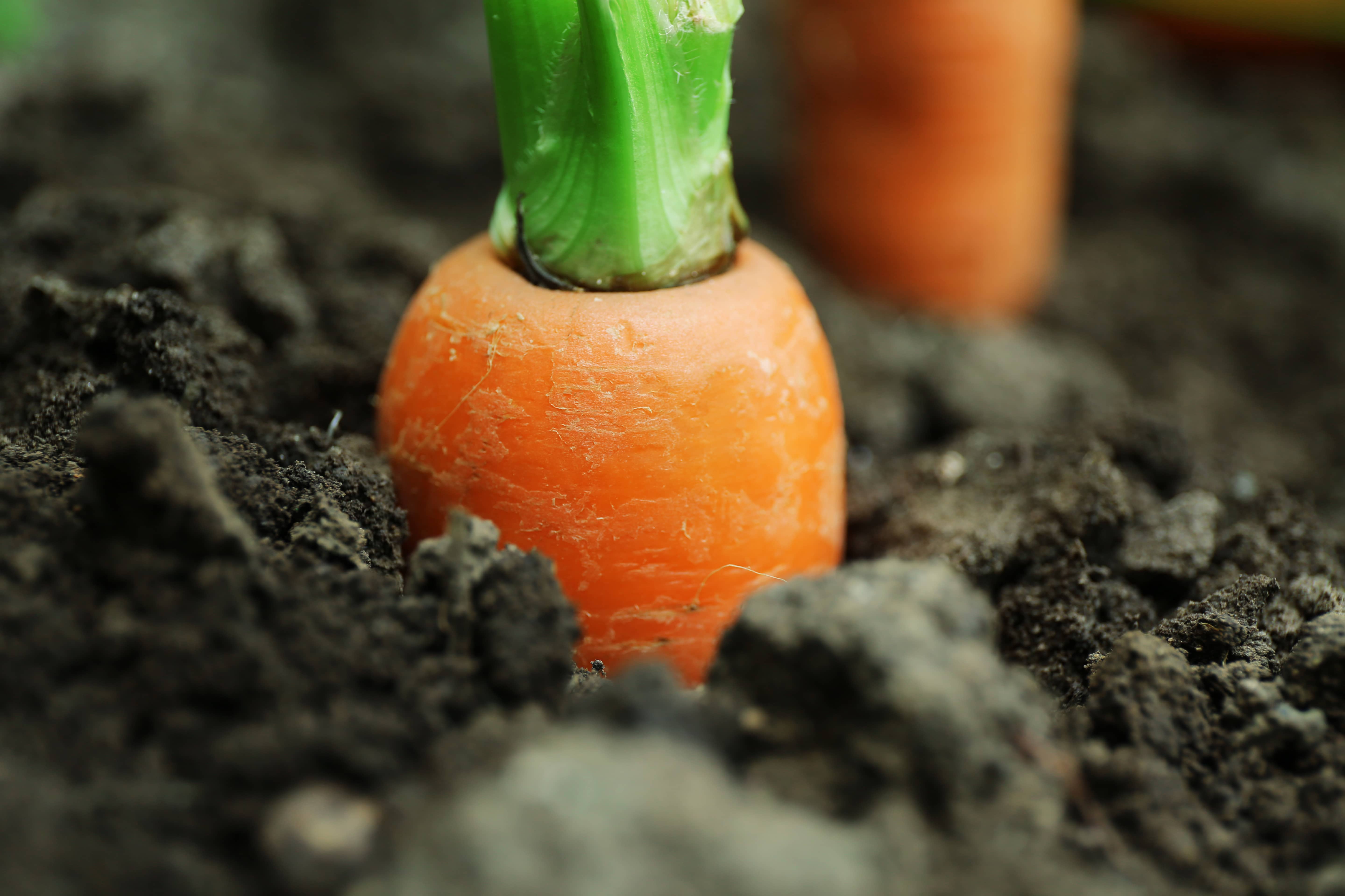 New fresh carrots in soil in garden