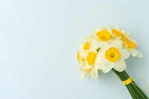 Blog Template Image - Daffodil