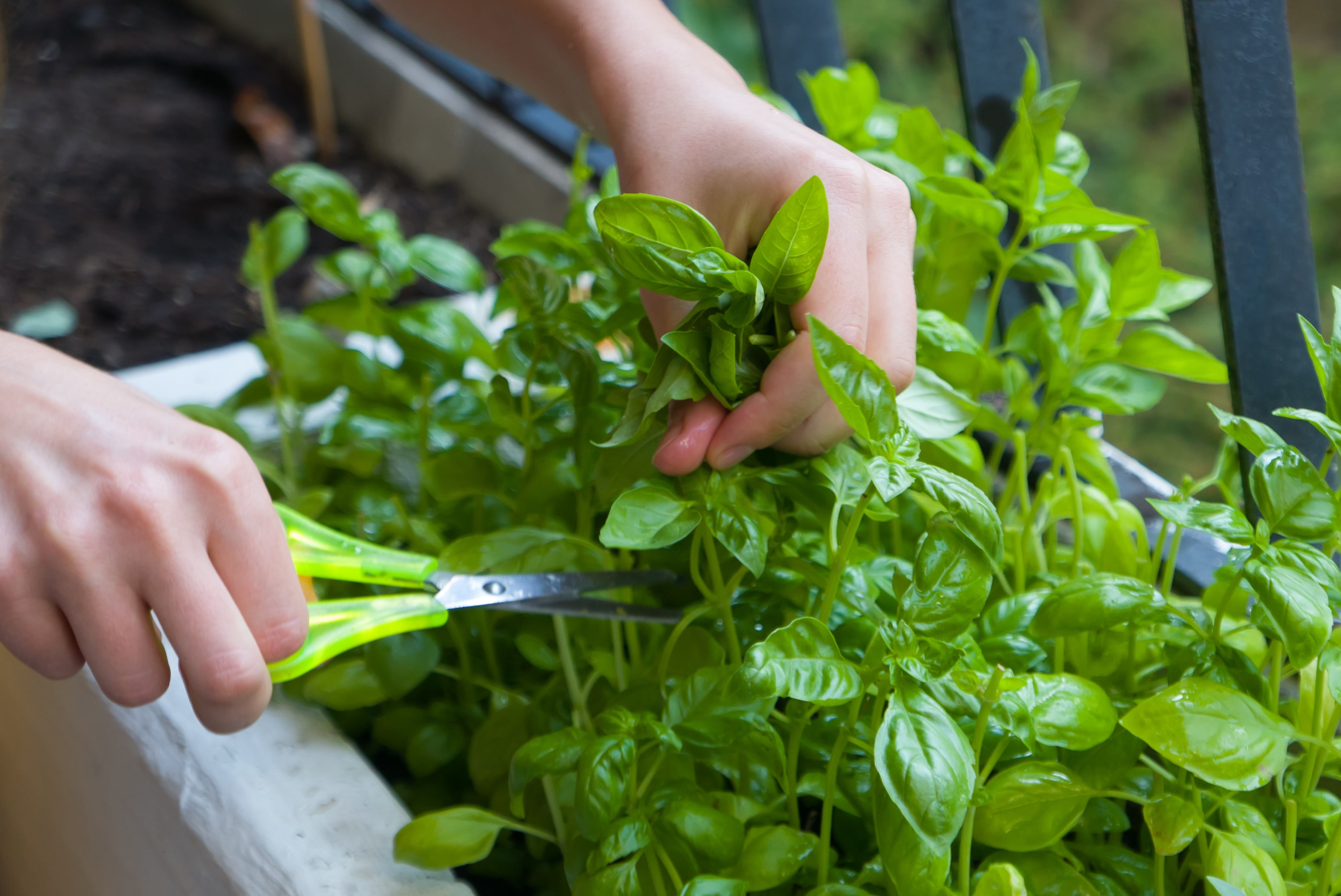 Home gardening, cutting herbs with paper scissors