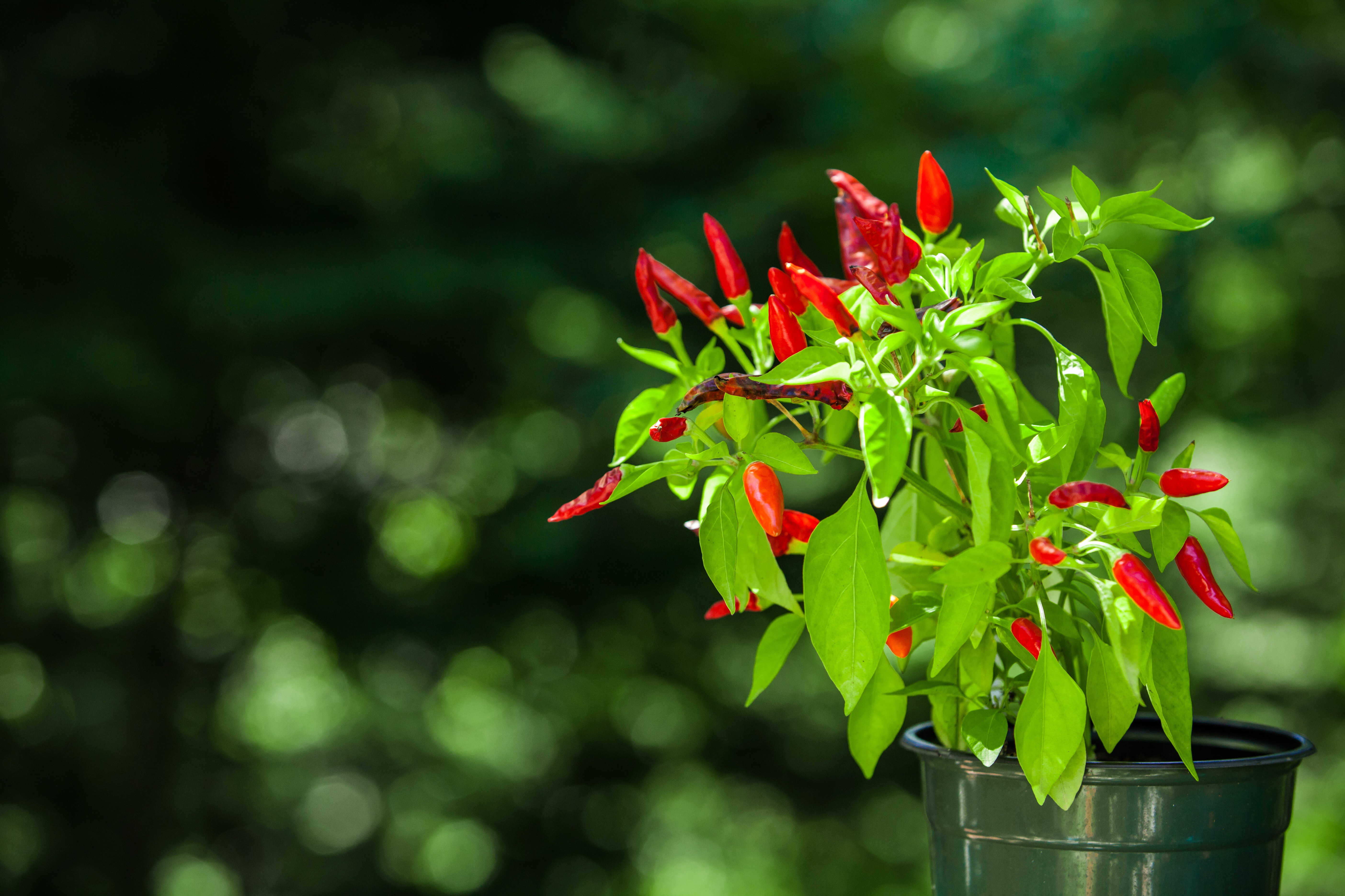 Red chili plant pictured with blurry green background - 1/2 - Pictured outdoors at the sunset with a macro lens