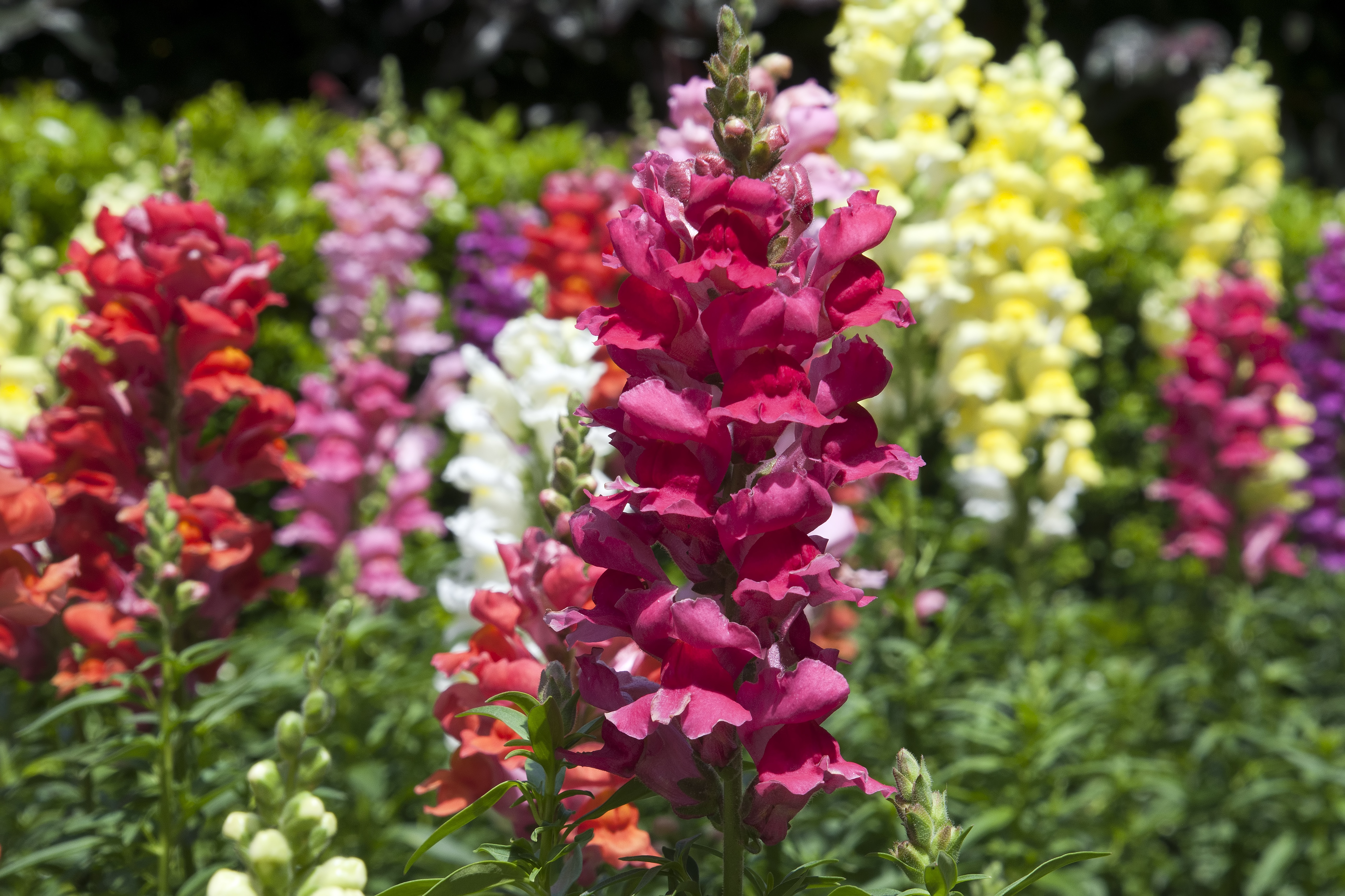 Sydney Australia, garden filled with snap dragon flowers