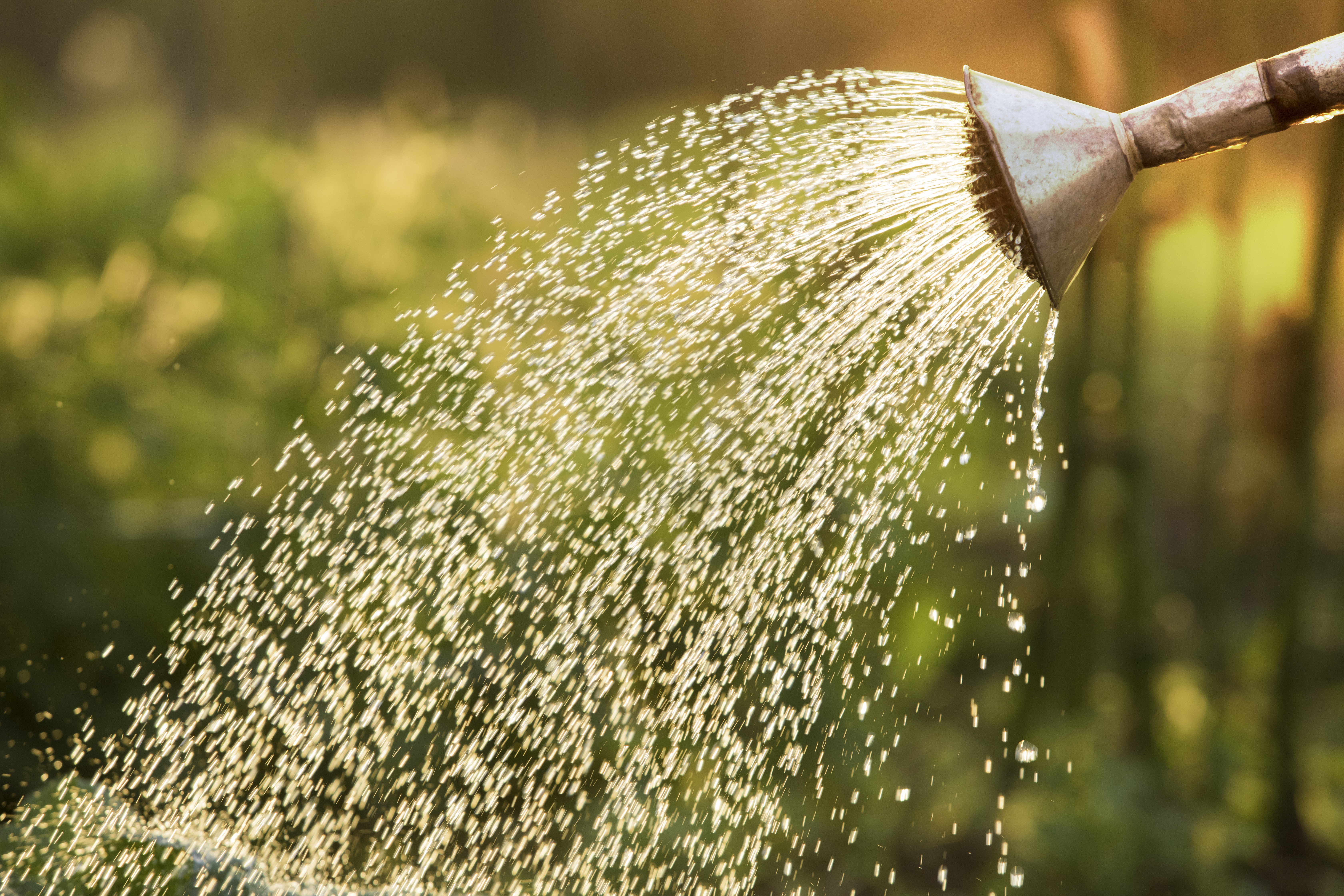 Watering can on the garden,Watering the garden at sunset,Vegetable watering can