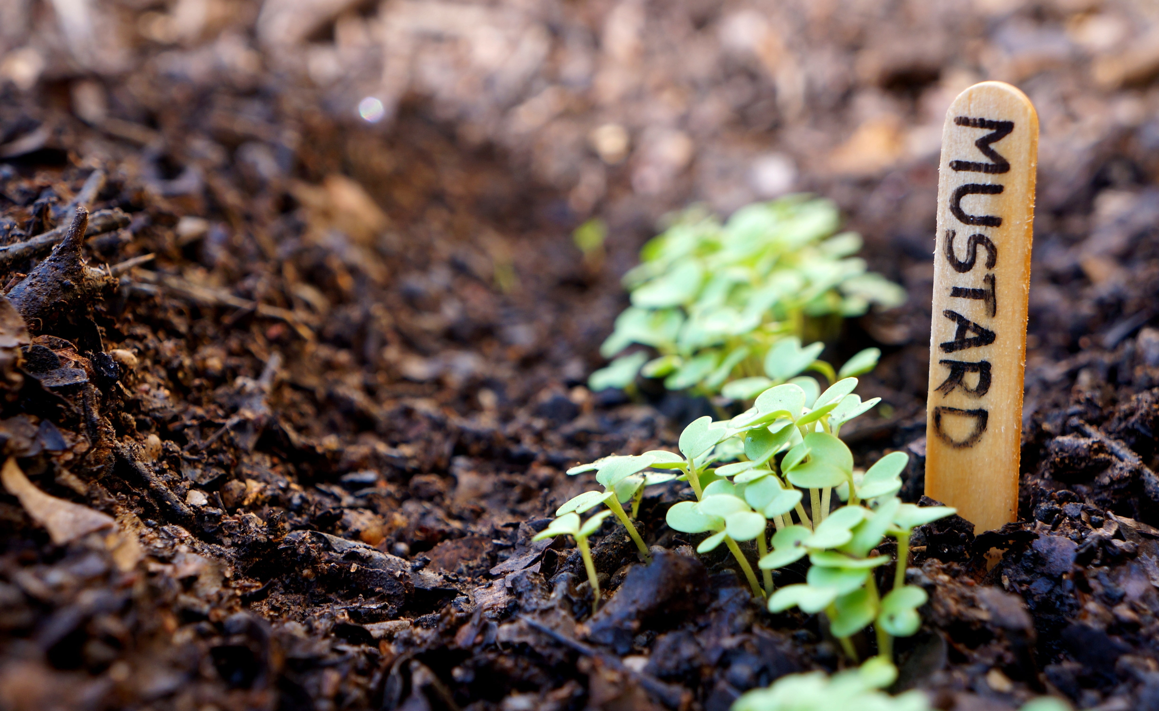 Small mustard plant growing in the garden.  Wood garden marker.